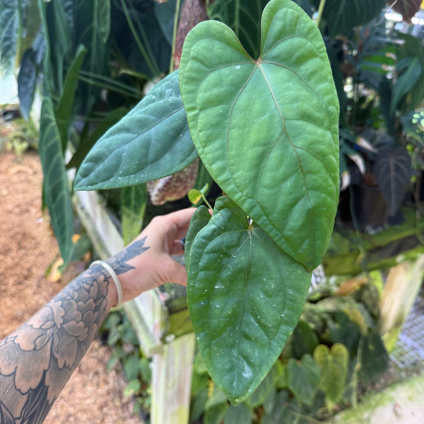 WH0431	Anthurium (papillilaminum x dressleri) x debilis (M)