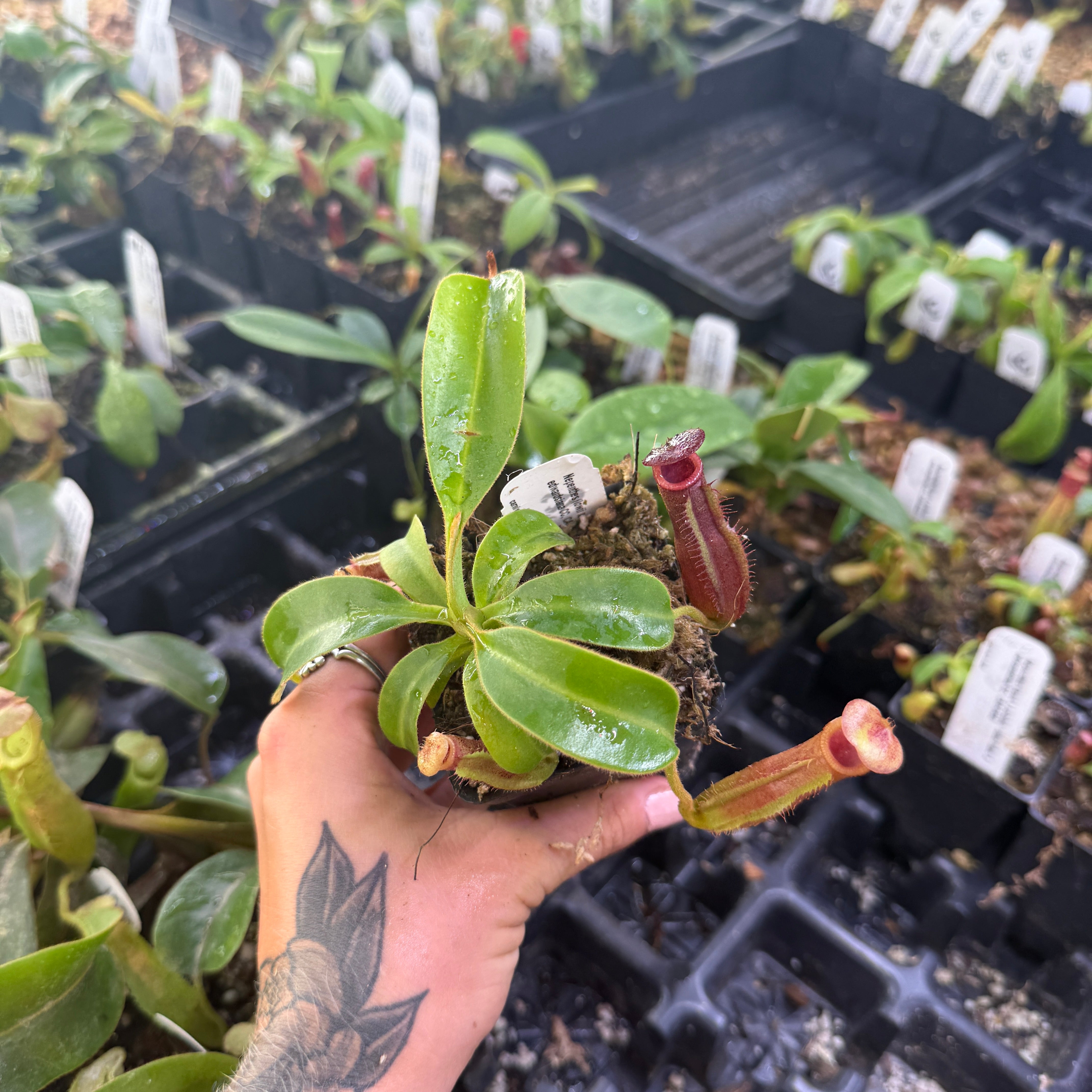 Nepenthes (lowii x veitchii) x edwardsiana CC, CAR-0432 – Carnivero