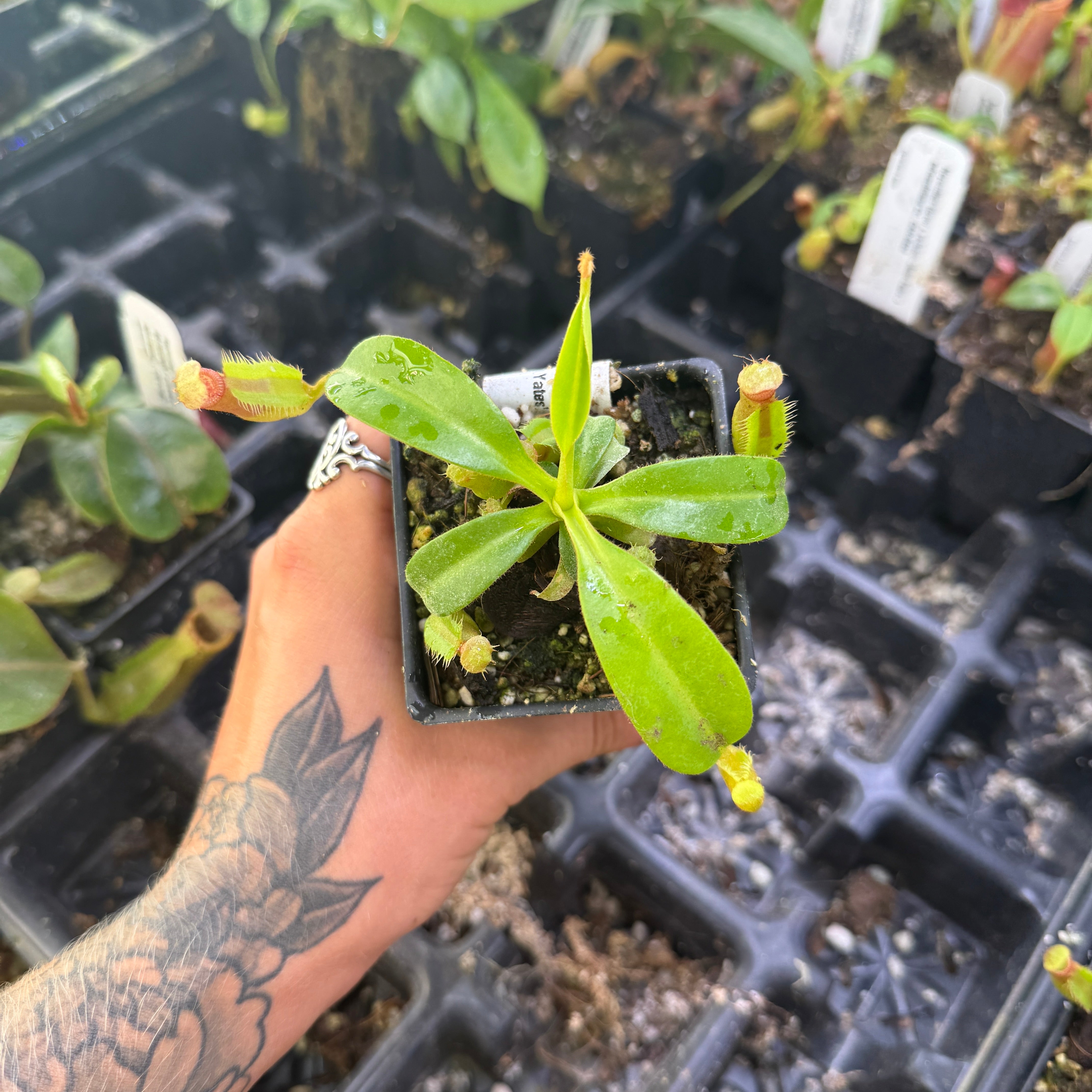 Nepenthes (lowii x veitchii) x edwardsiana CC, CAR-0432 – Carnivero