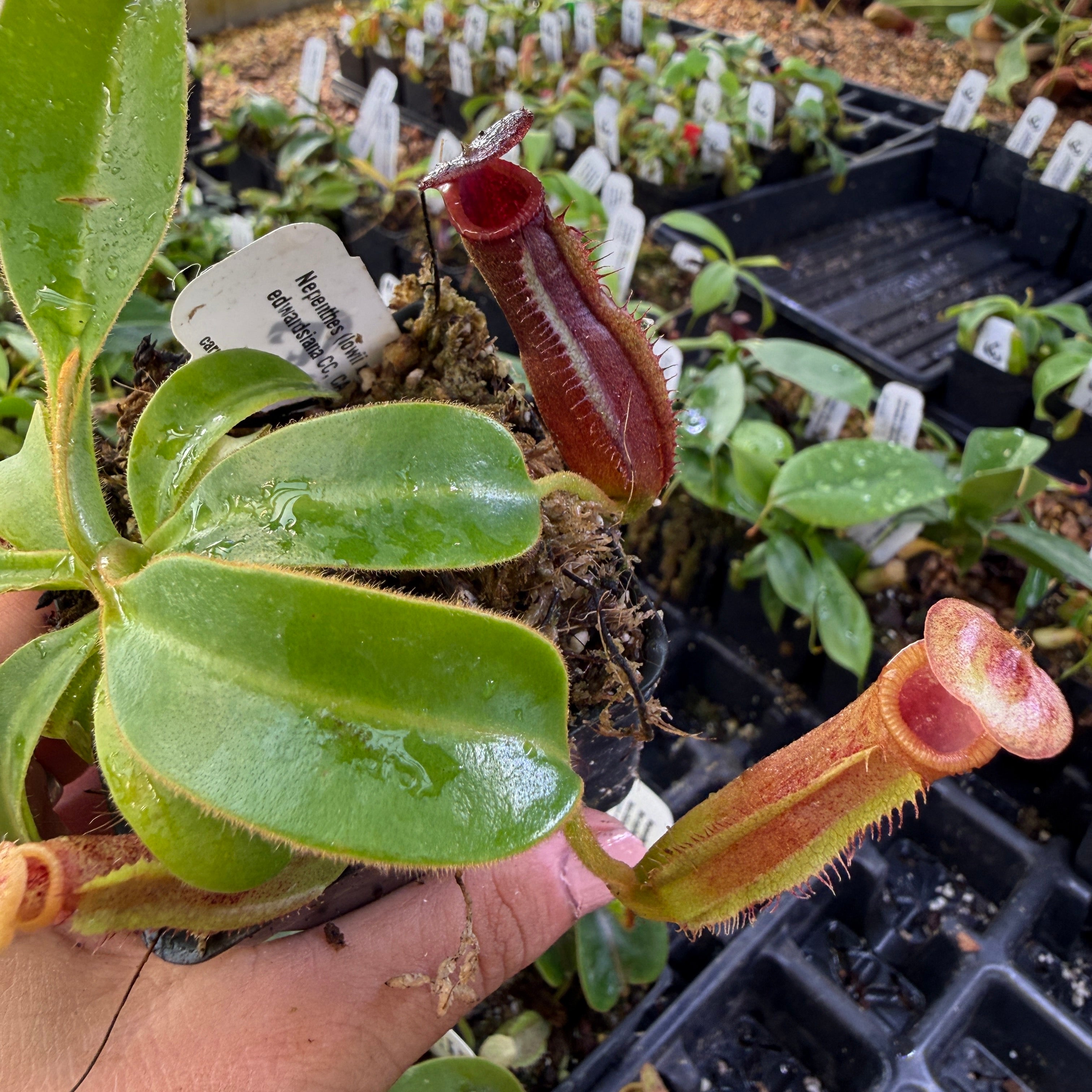 メモリー photosynthesiser Nepenthes (lowii x veitchii) x edwardsiana CC, CAR-0432 – Carnivero