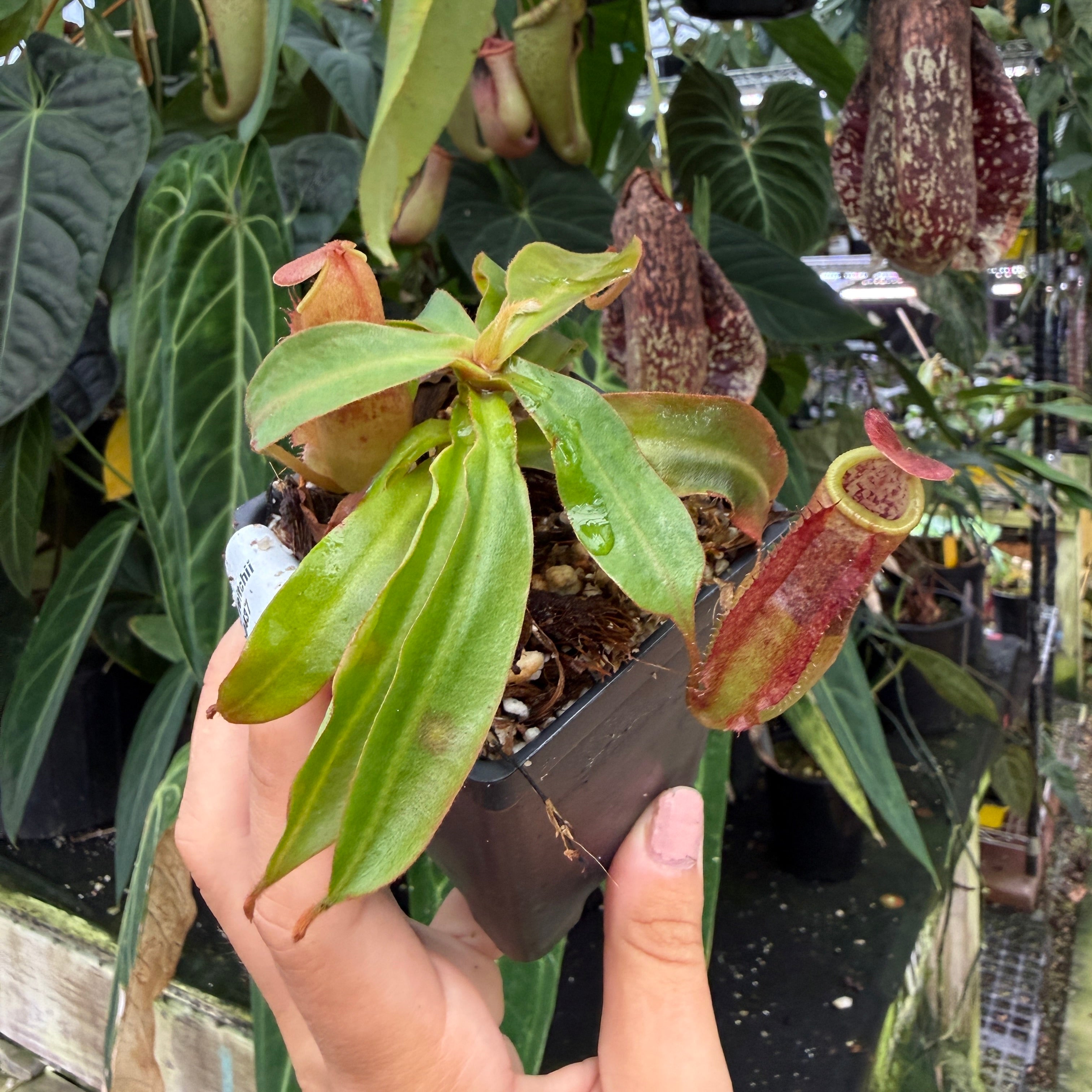 Nepenthes kampotiana x veitchii 'Pink Candy Cane', CAR-0437