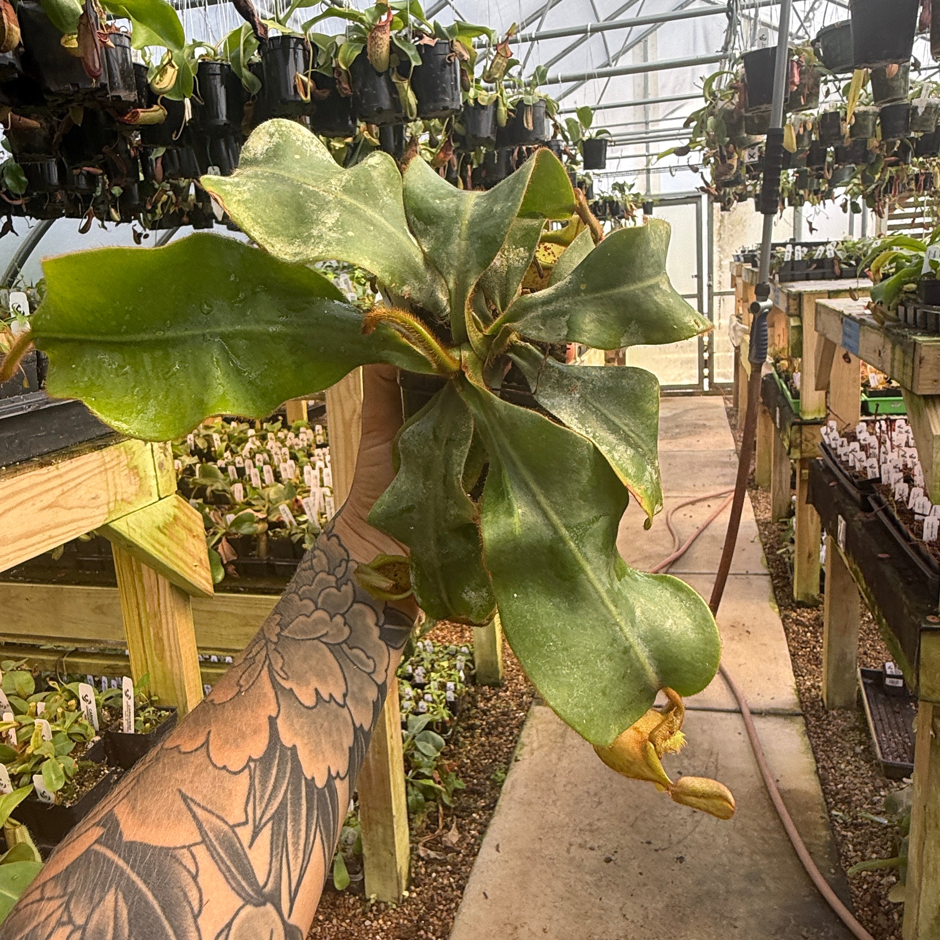 Nepenthes veitchii (JB x Cobra), CAR-0440 – Carnivero