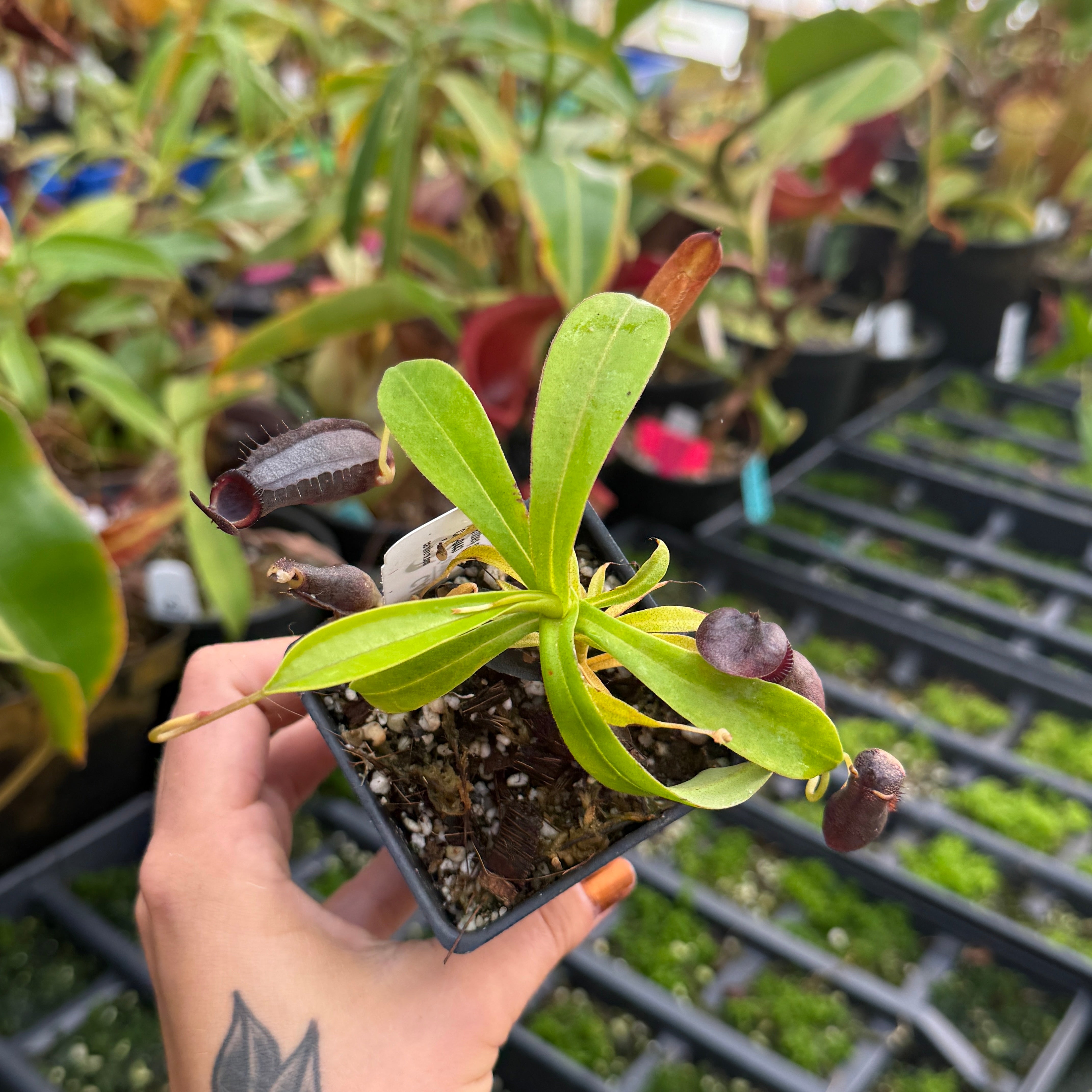 Nepenthes naga x tenuis, CAR-0443 – Carnivero