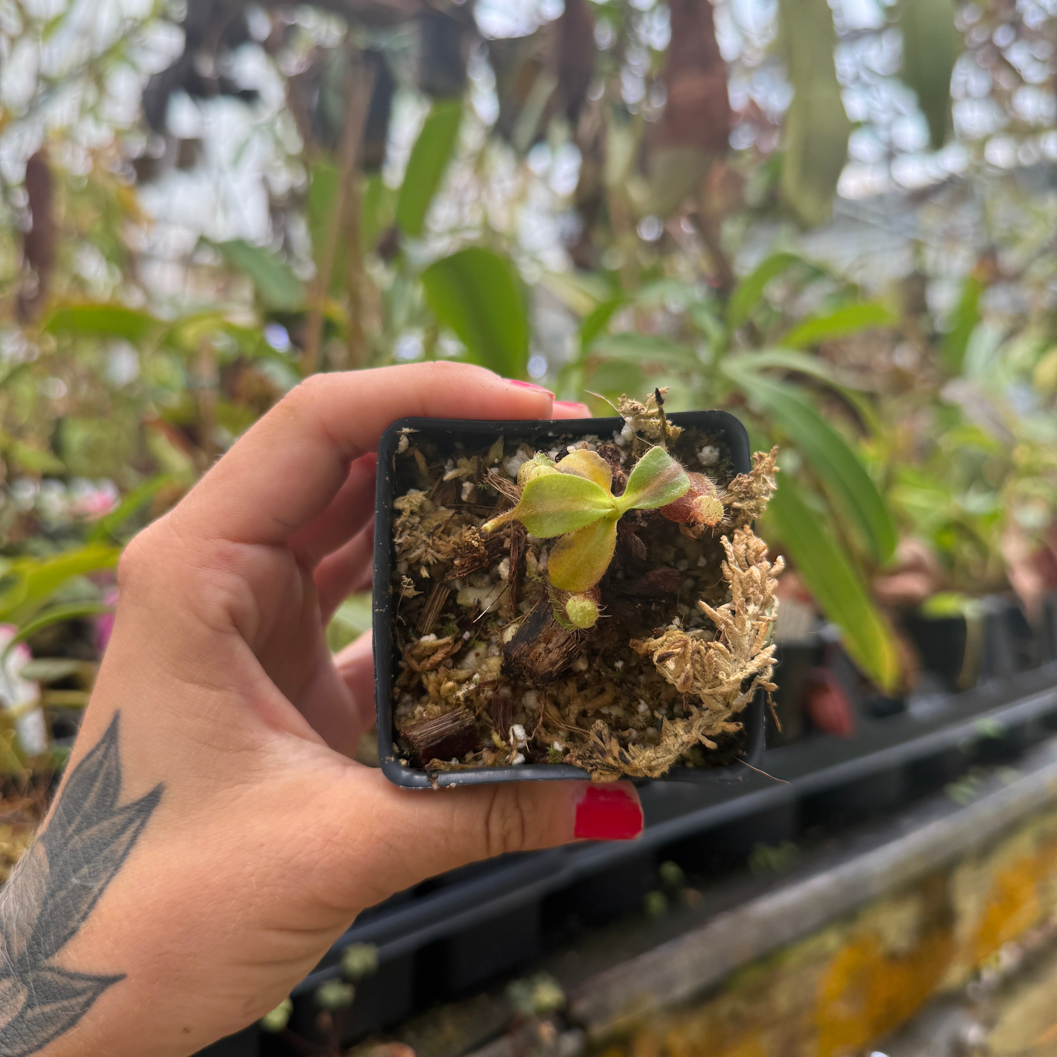 Nepenthes mollis x (lowii x truncata)-Giant, CAR-0445 – Carnivero