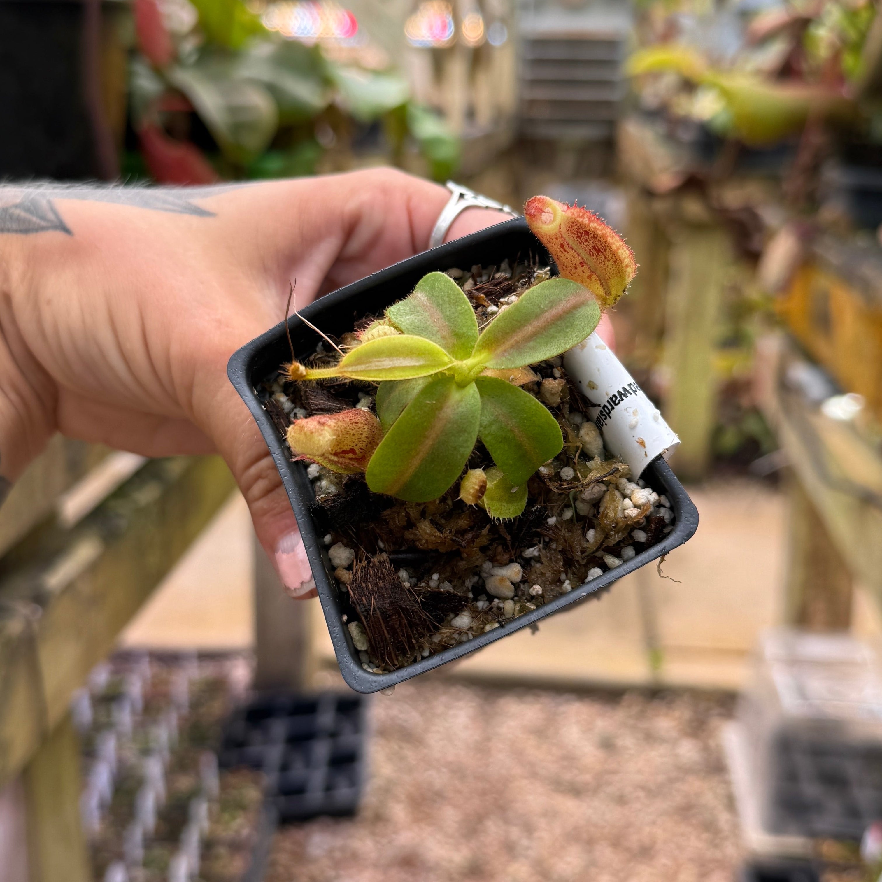 Nepenthes mollis x edwardsiana, CAR-0446 – Carnivero