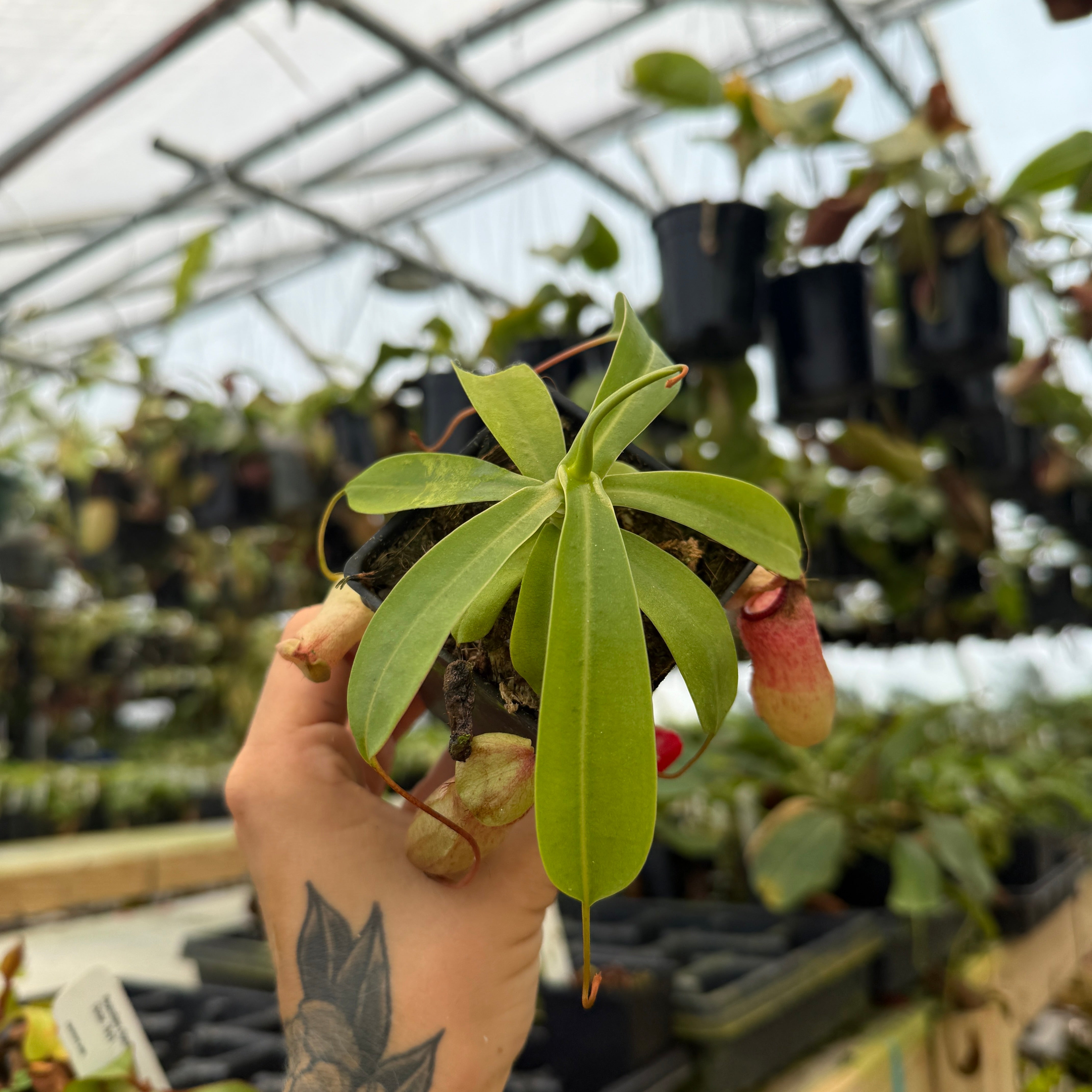 Nepenthes sibuyanensis, CAR-0450 – Carnivero