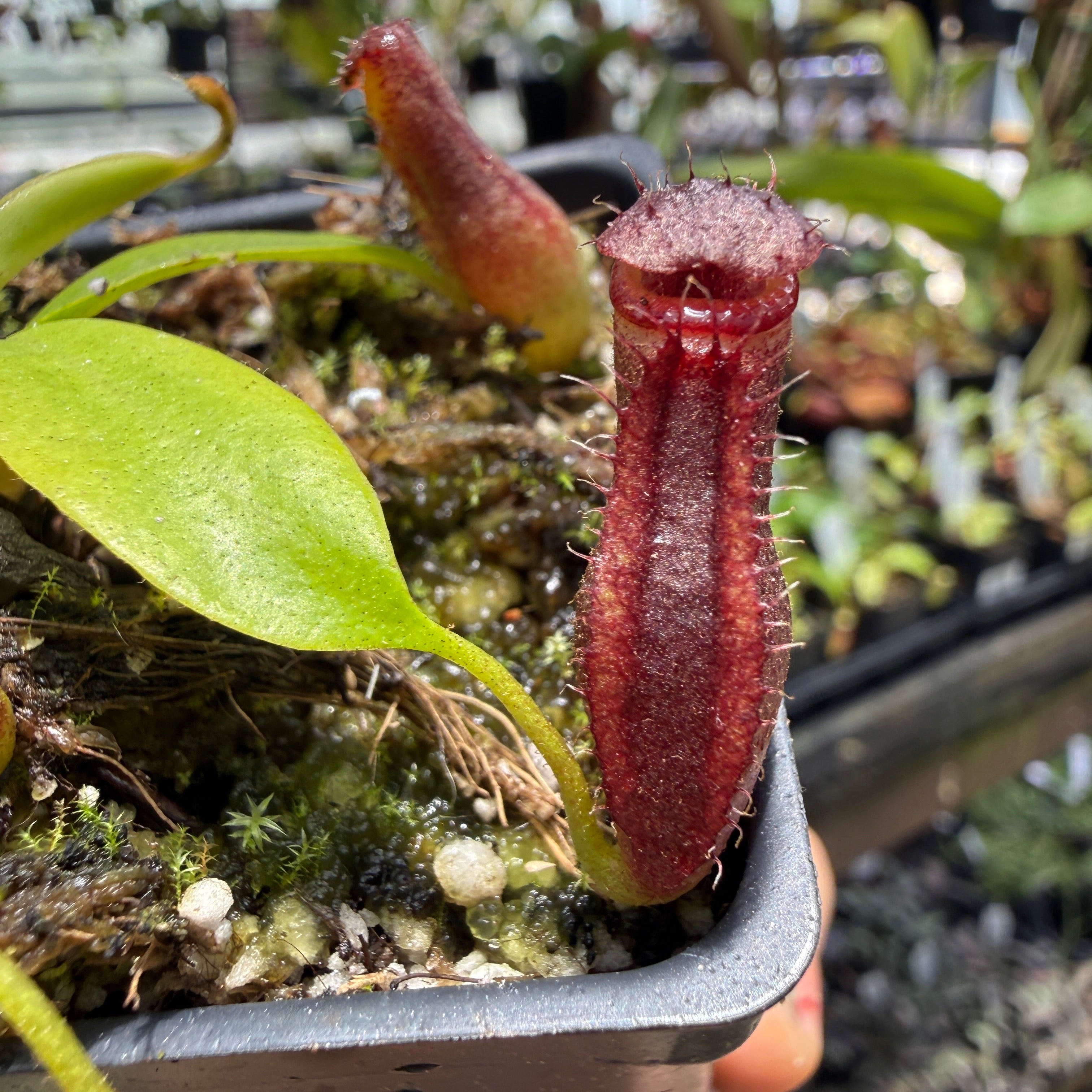 Nepenthes ovata x Harryana, CAR-0462 – Carnivero