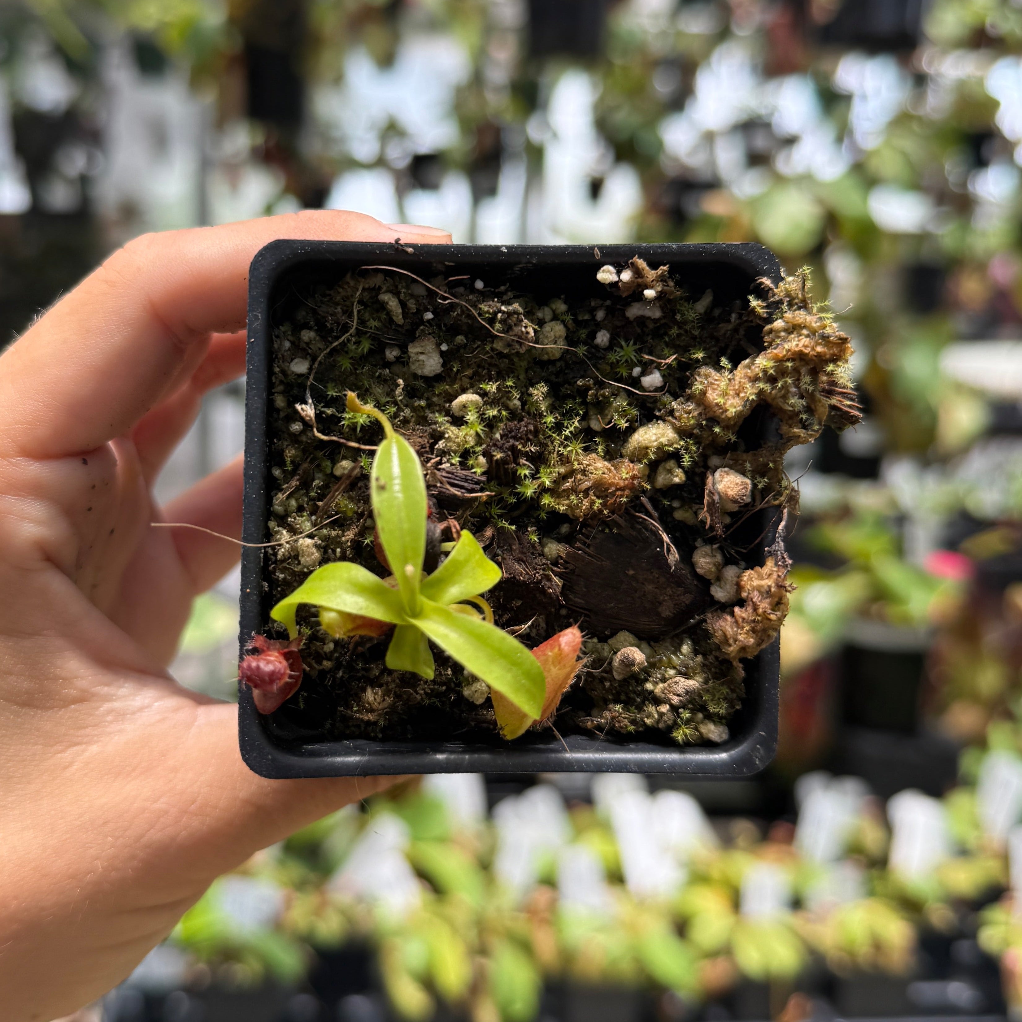 Nepenthes ovata x Harryana, CAR-0462 – Carnivero