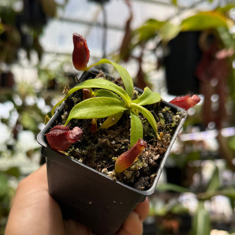 small red and green nepenthes 