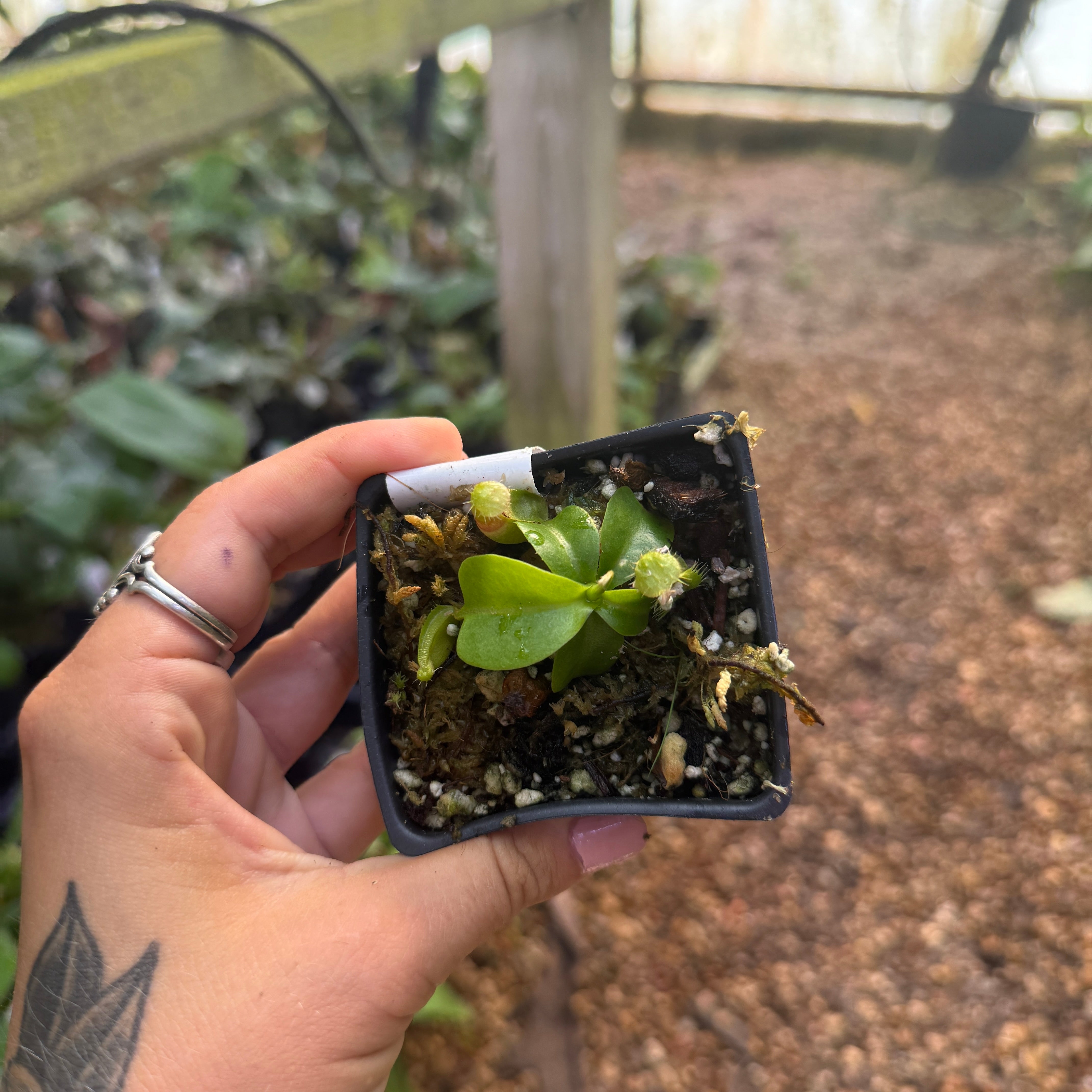 Nepenthes northiana x truncata, CAR-0468 – Carnivero
