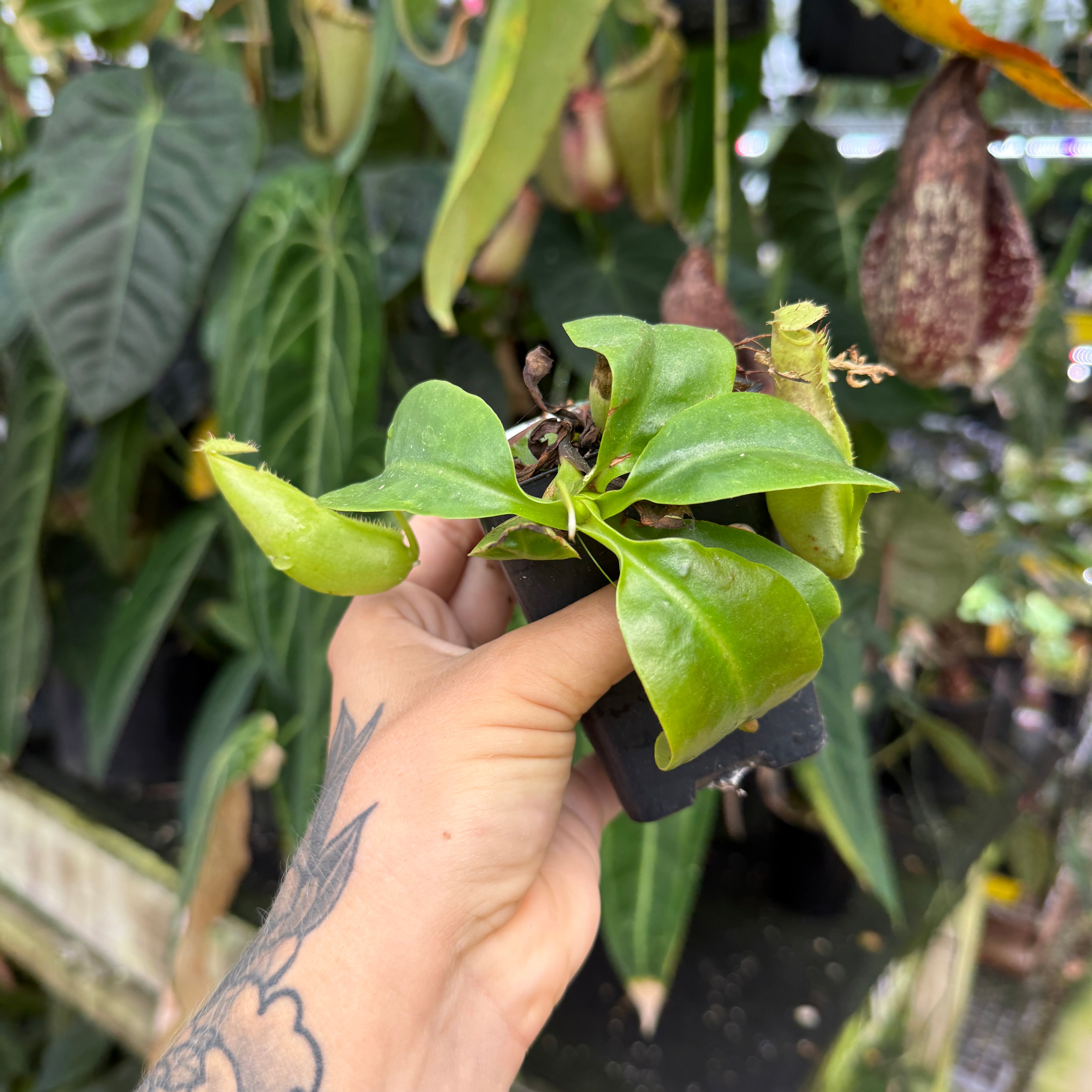 Nepenthes northiana x truncata, CAR-0468 – Carnivero