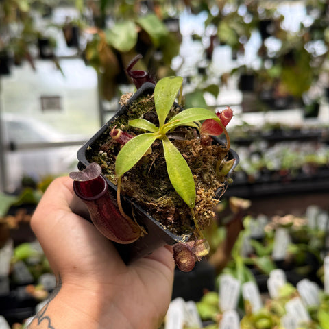hand holding potted nepenthes 