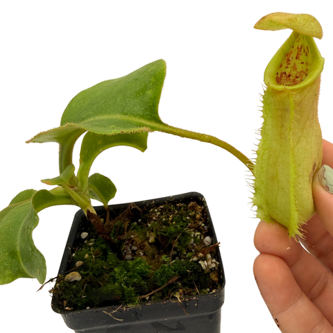 Potted carnivorous plant with a hand holding one of its unique pitchers on a white background