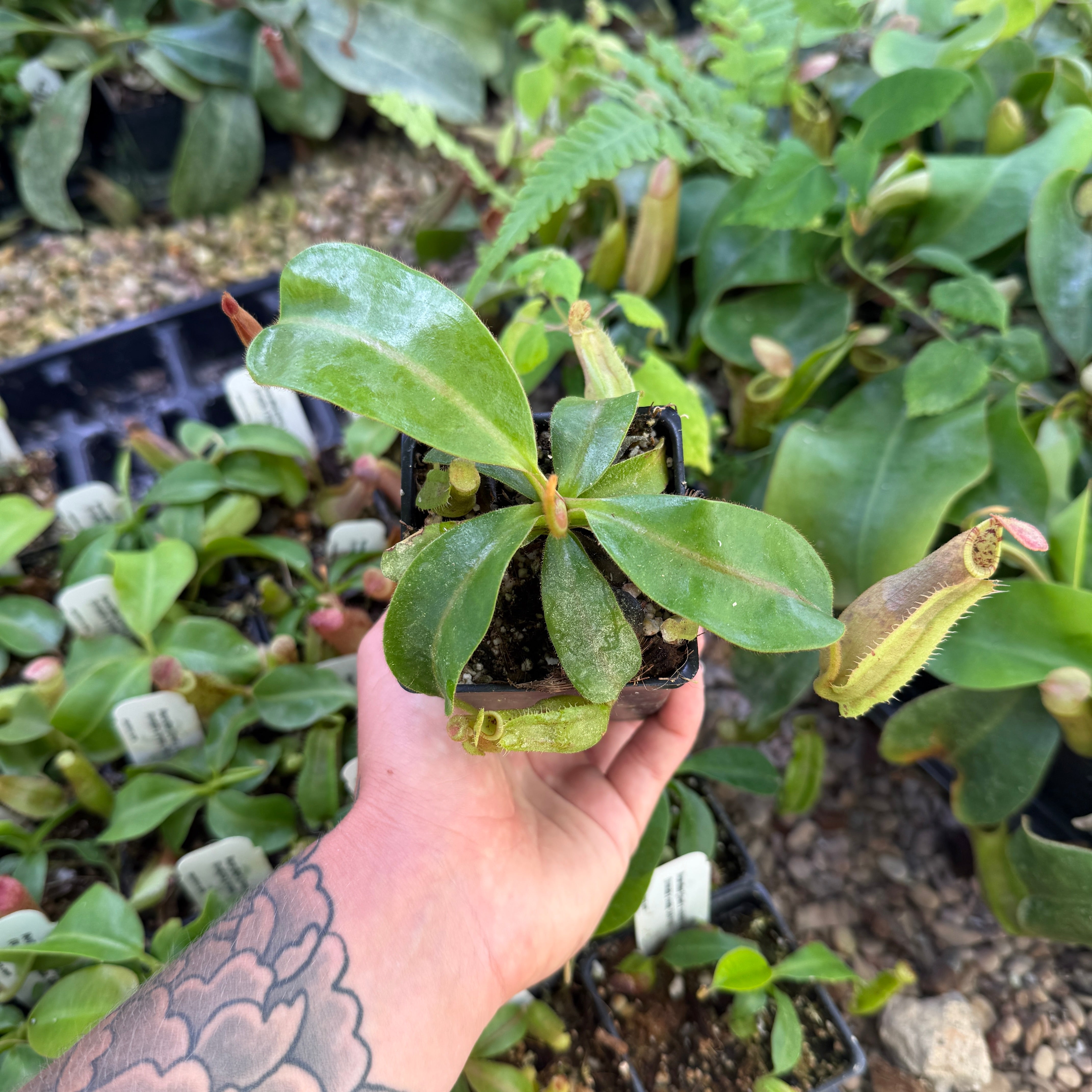 Nepenthes veitchii (Murud x Candy)-Best Clone x {Song of
