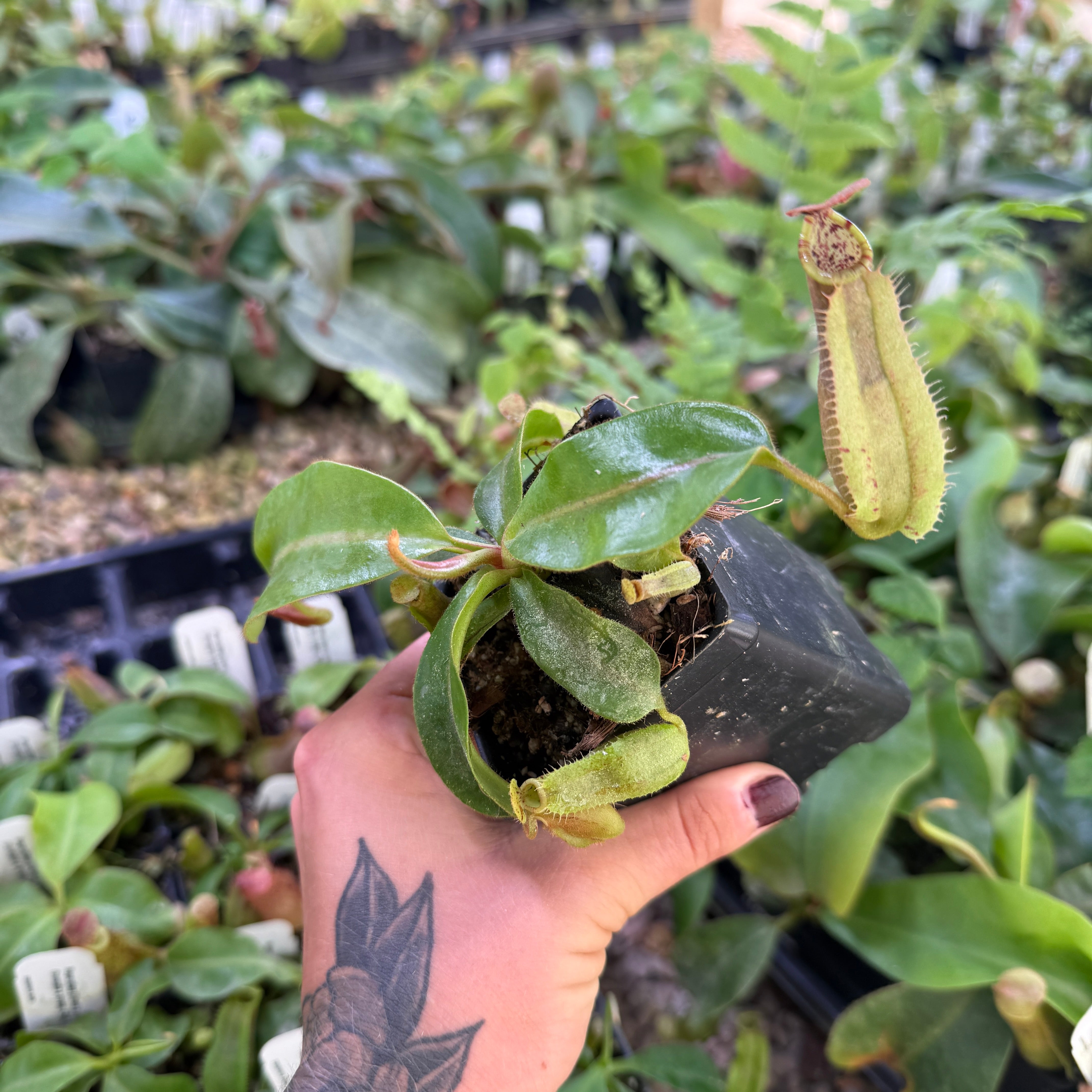 Nepenthes veitchii (Murud x Candy)-Best Clone x {Song of