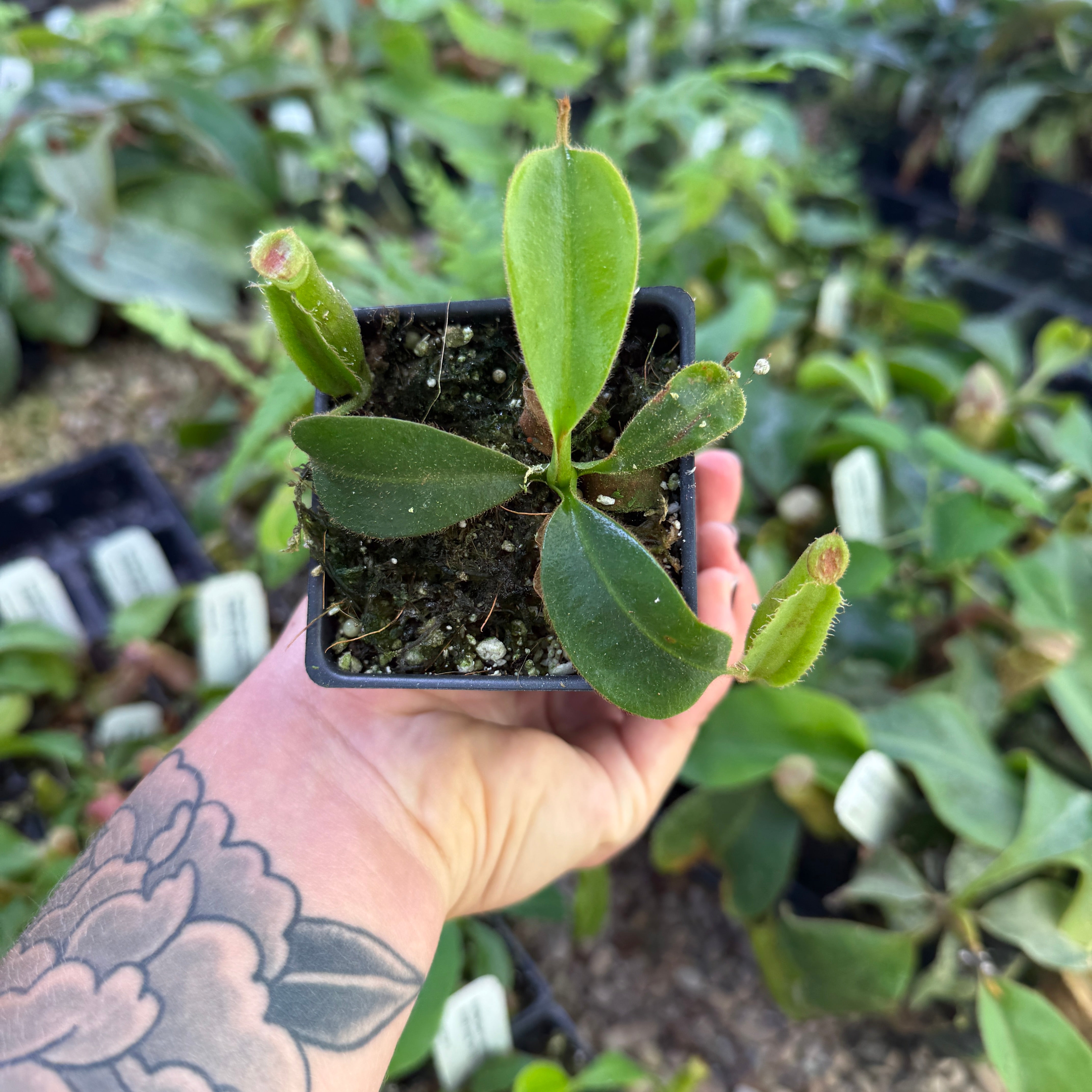 RU14 × veitchii pup Nepenthes veitchii (Murud x Candy)-Best Clone x {Song of