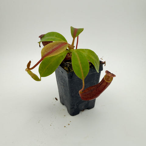 Small potted plant with green leaves and red-brown tendrils on a white background