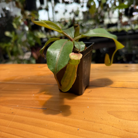 Nepenthes 'Song of Melancholy' x {[(Rokko x boschiana) x veitchii] x veitchii (m)}, CAR-0528