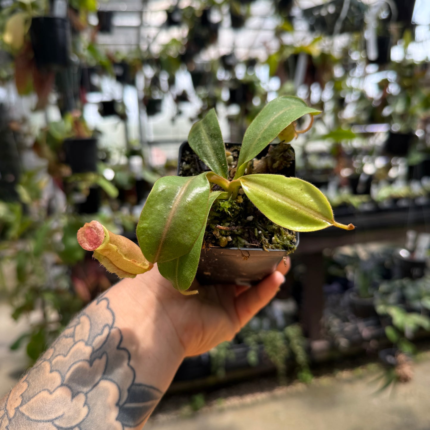 Nepenthes 'Song of Melancholy' x {[(Rokko x boschiana) x veitchii] x veitchii (m)}, CAR-0528