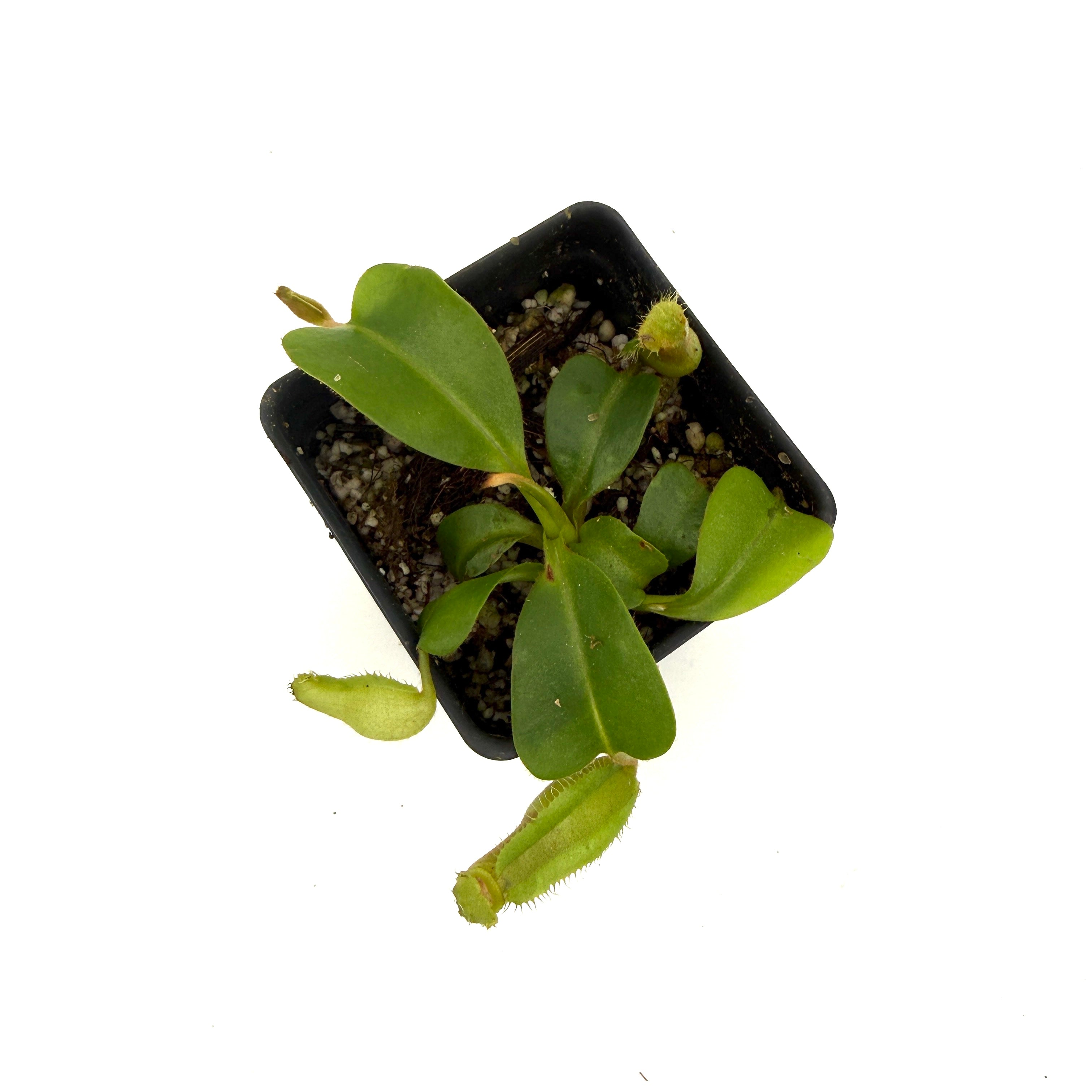 Nepenthes truncata JB x edwardsiana, CAR-0549 – Carnivero