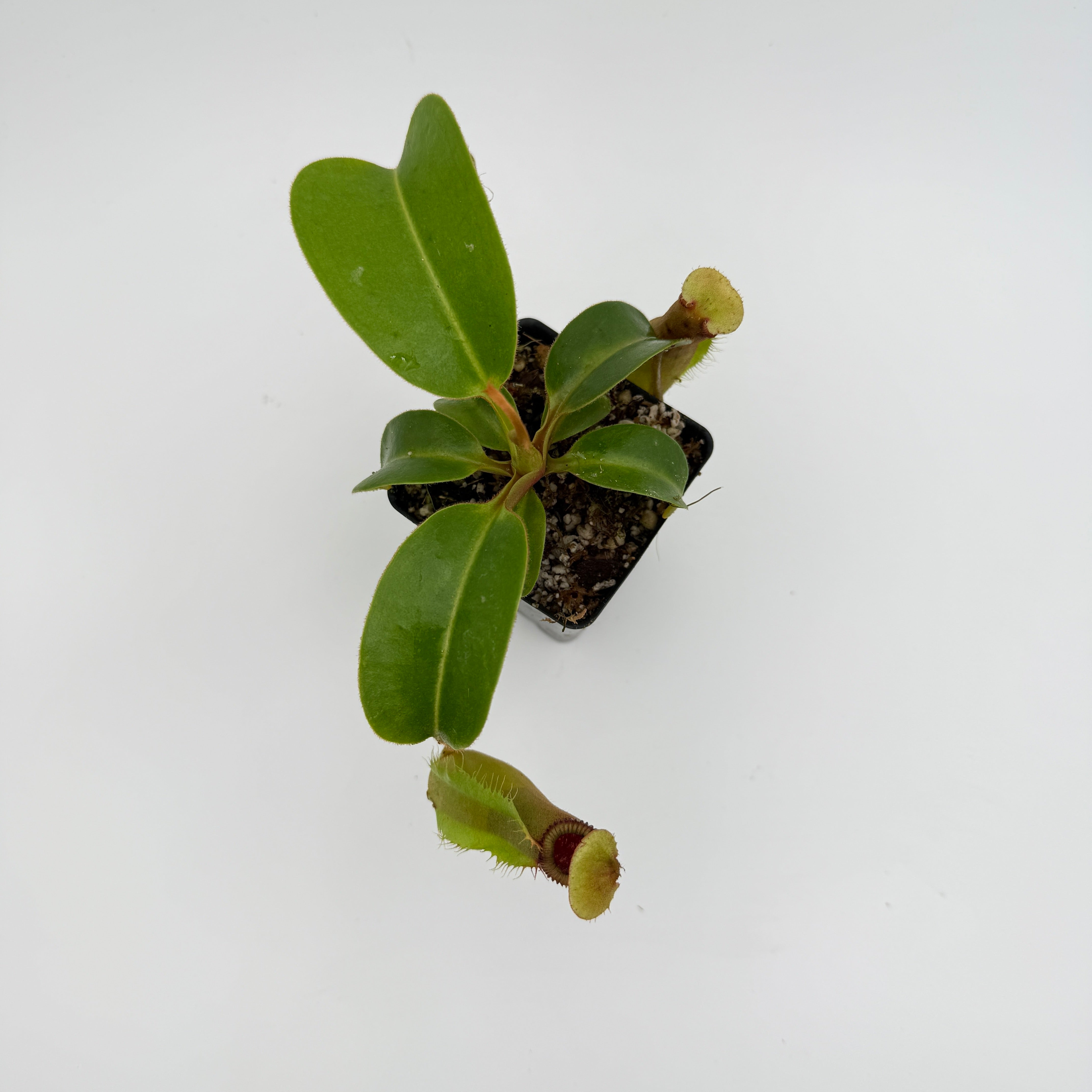 Nepenthes truncata JB x edwardsiana, CAR-0549 – Carnivero