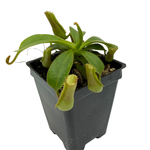 Potted carnivorous plant with green leaves and pitchers on a white background