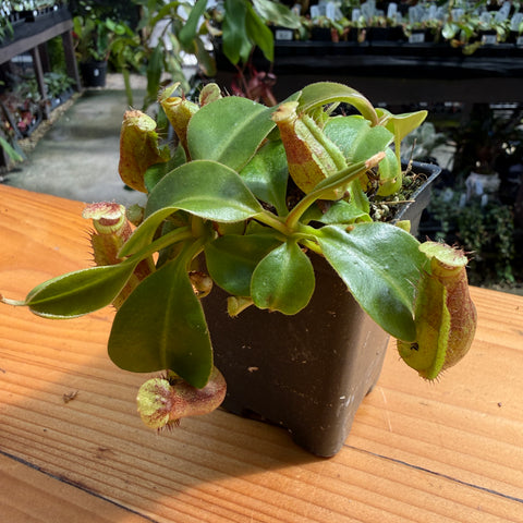 A potted Nepenthes pitcher plant with green leaves and reddish-brown traps, shown in a dark plastic pot on a wooden table in a greenhouse setting.
