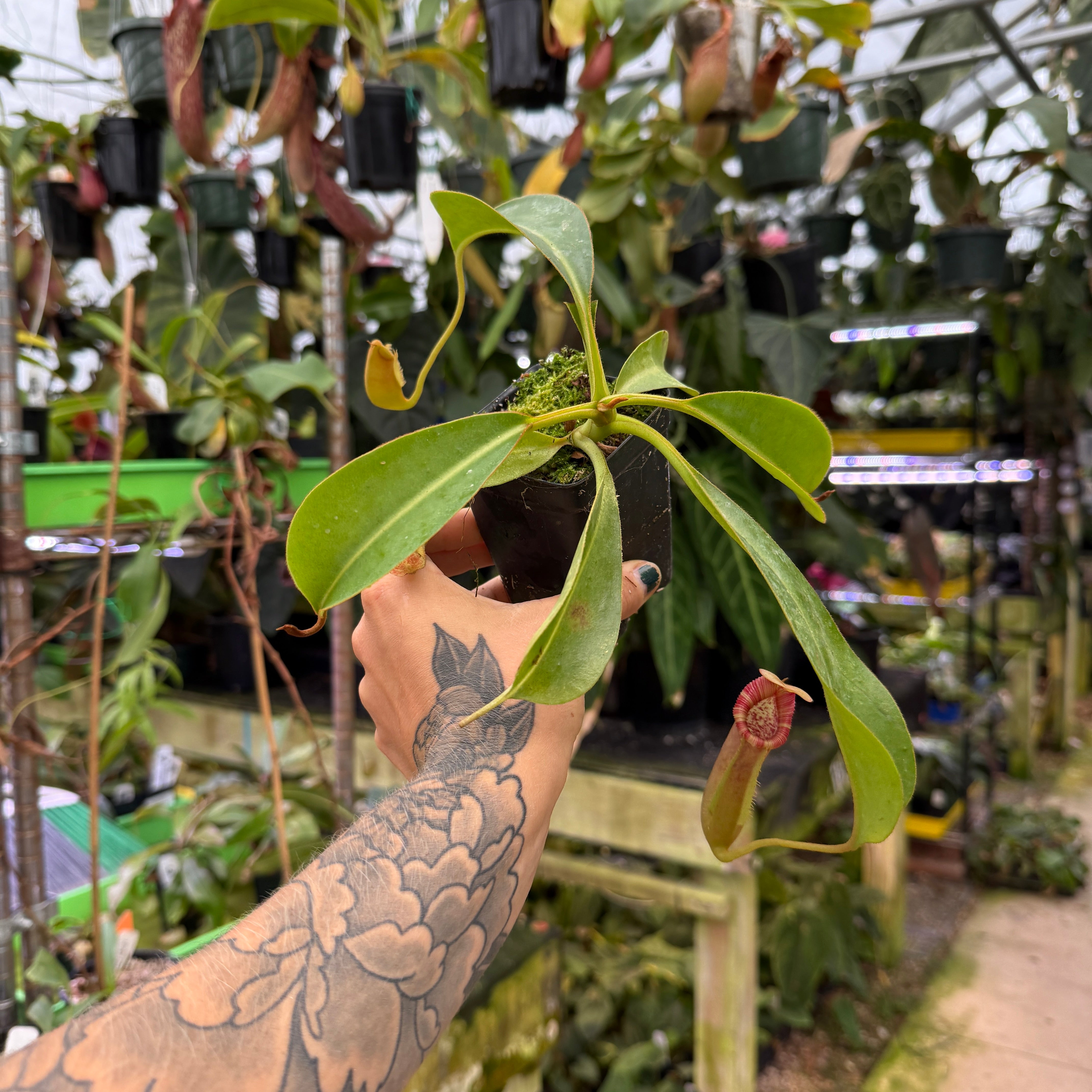 Nepenthes 'Song of Melancholy' x trusmadiensis, CAR-0607 – Carnivero