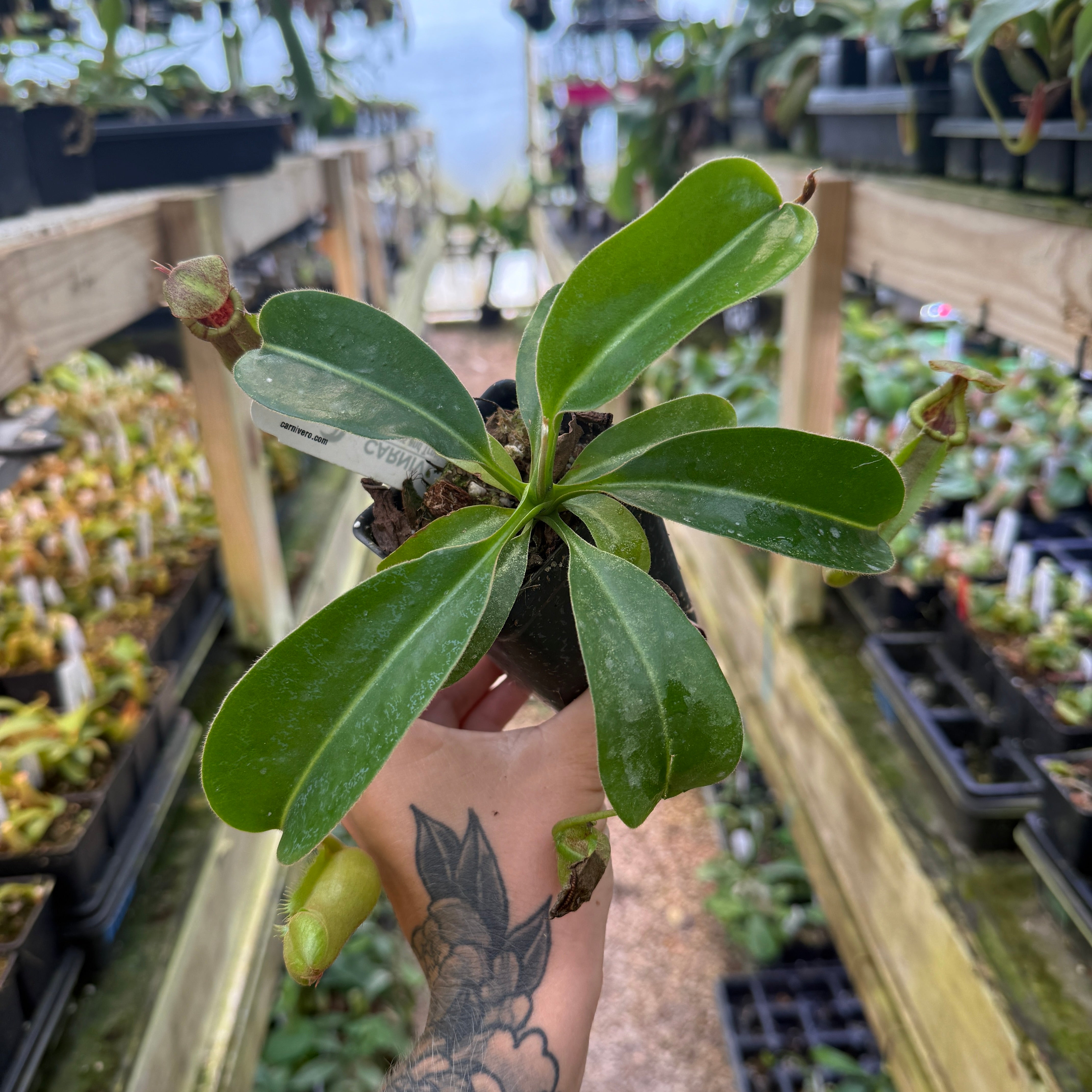 Nepenthes maxima Wavy Leaves x macrophylla CAR-0618 – Carnivero