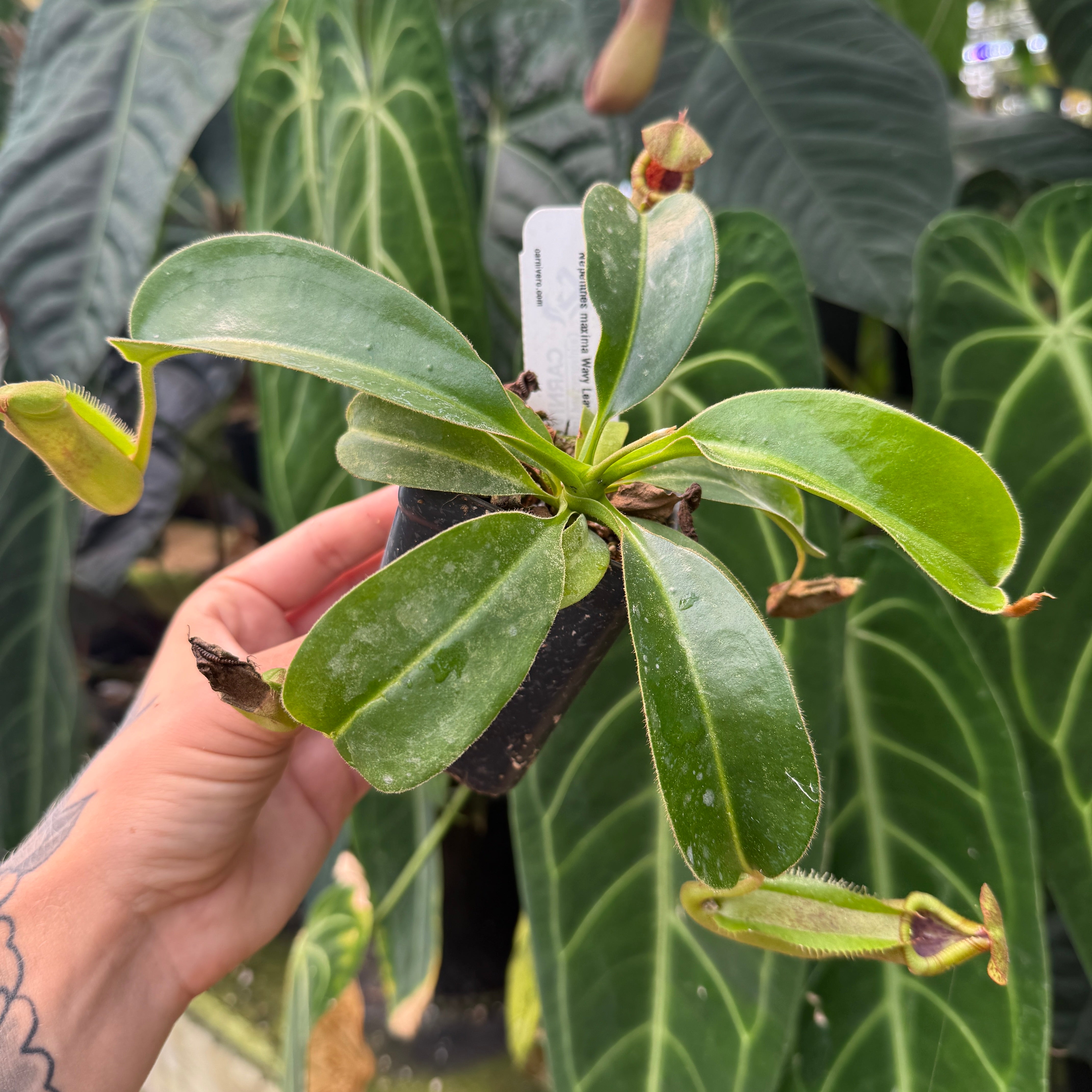 モンポケ Nepenthes maxima Wavy Leaves x macrophylla CAR-0618 – Carnivero