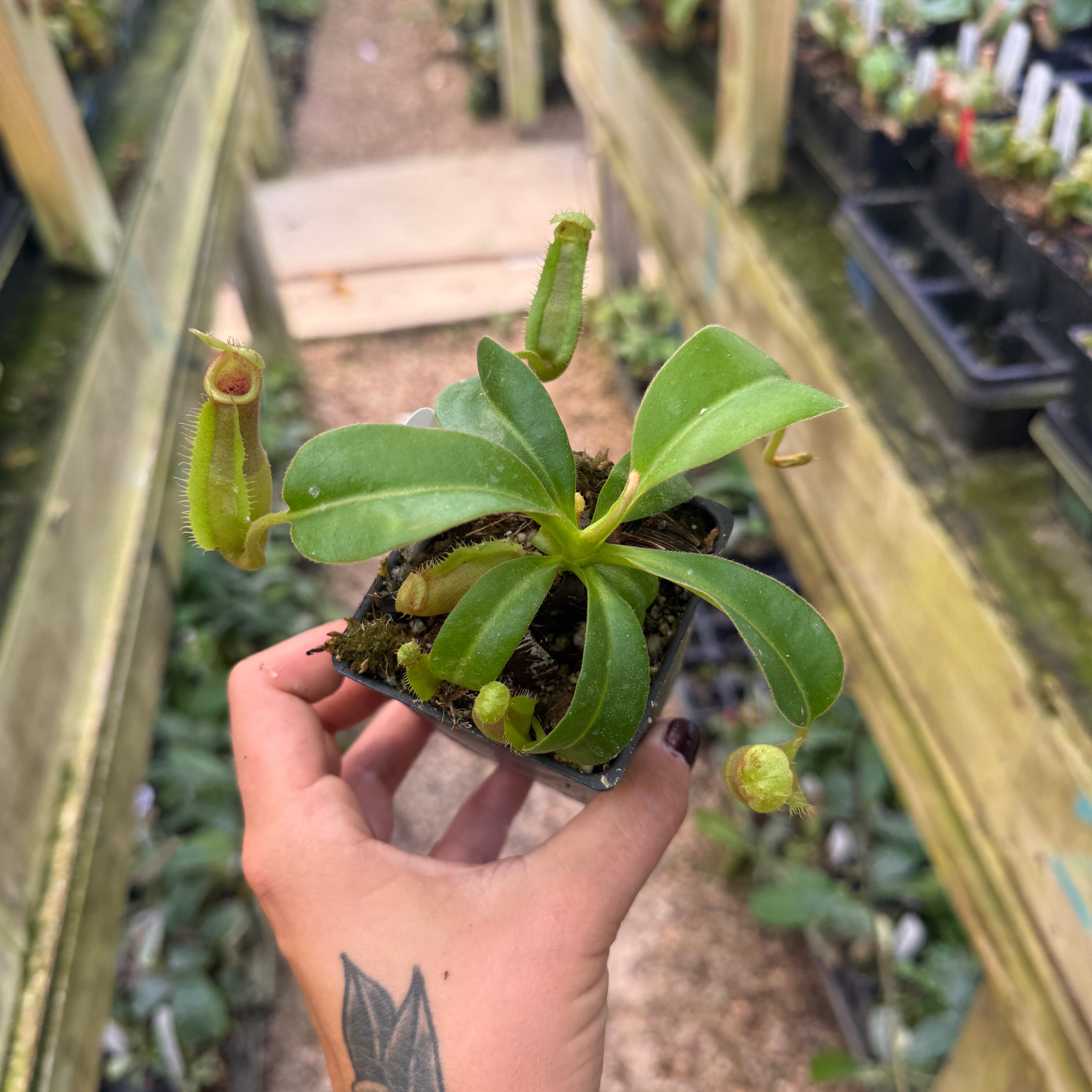 Nepenthes maxima Wavy Leaves x macrophylla CAR-0618 – Carnivero