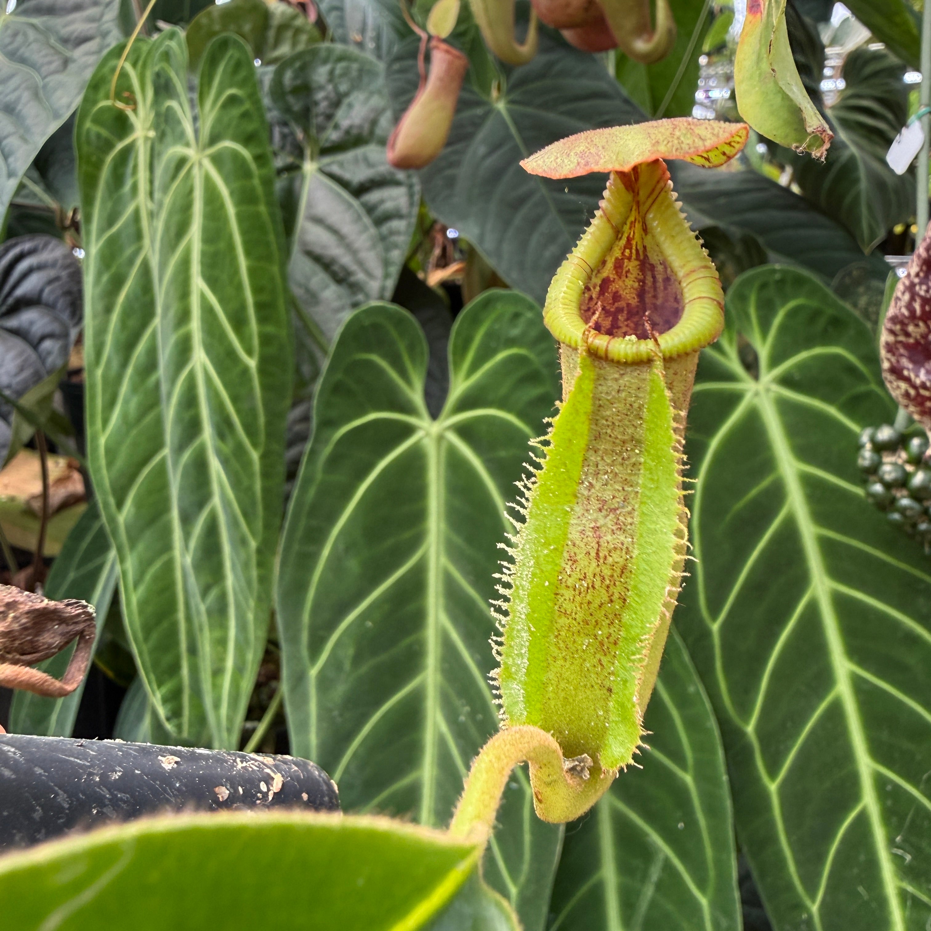 Nepenthes maxima Wavy Leaves x macrophylla CAR-0618 – Carnivero