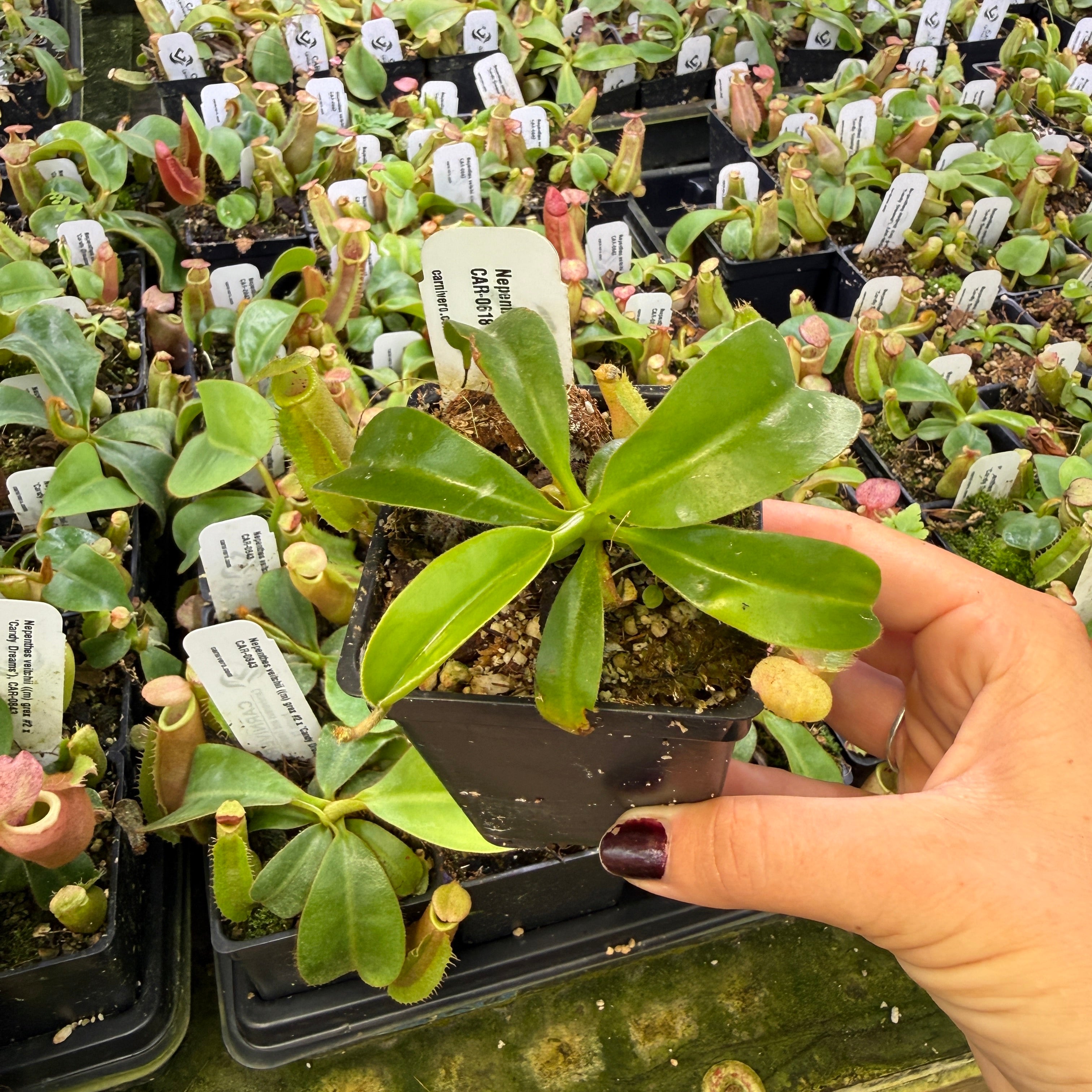 Nepenthes maxima Wavy Leaves x macrophylla CAR-0618 – Carnivero
