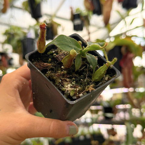 close up of an extra small nepenthes with red pitchers 