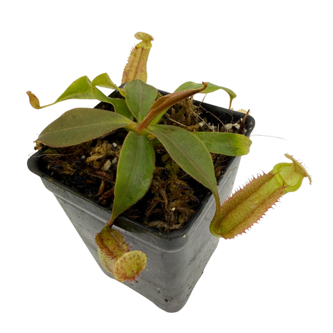 Nepenthes 'Song of Melancholy' x 'Leviathan', CAR-0627