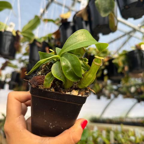 front view of a nepenthes pitcher plant with green pitchers 