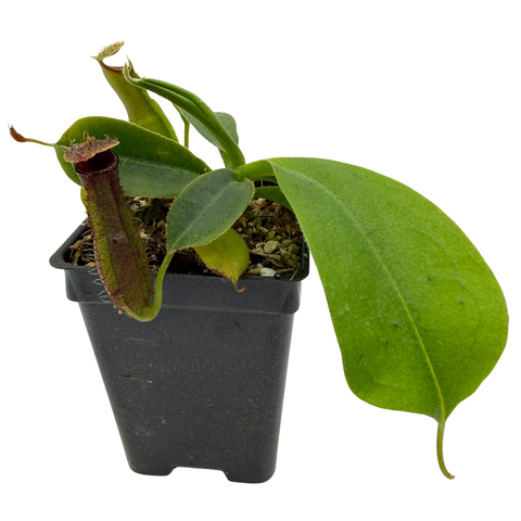 Nepenthes naga x (spathulata x jacquelineae), CAR-0630