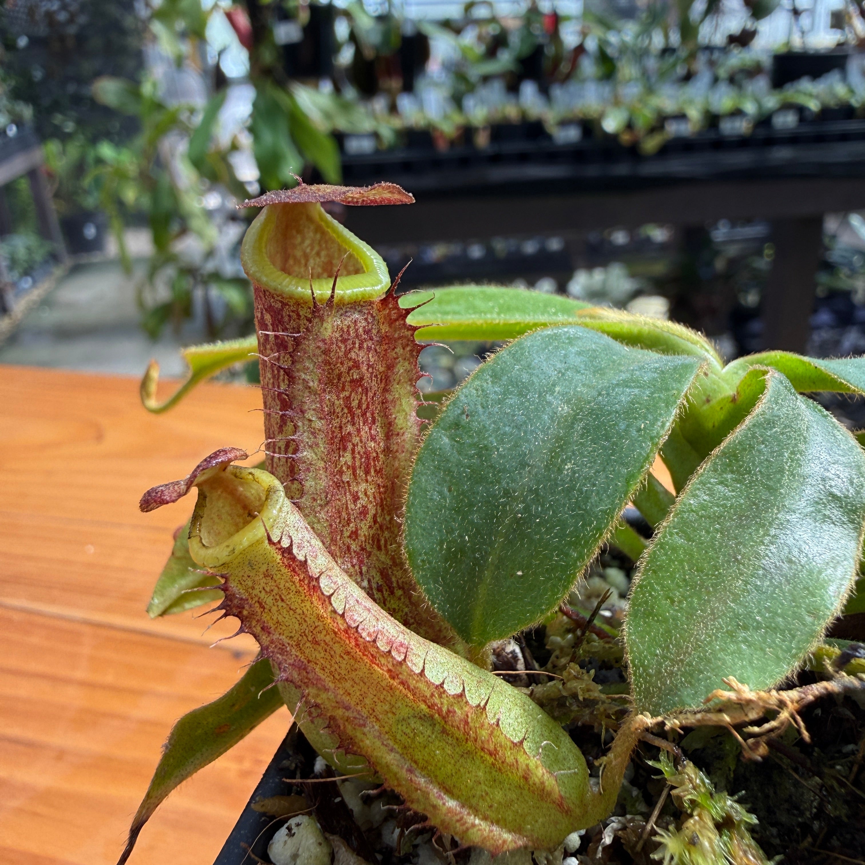 Nepenthes veitchii (Murud x Candy)-Best x (peltata x tenuis), CAR