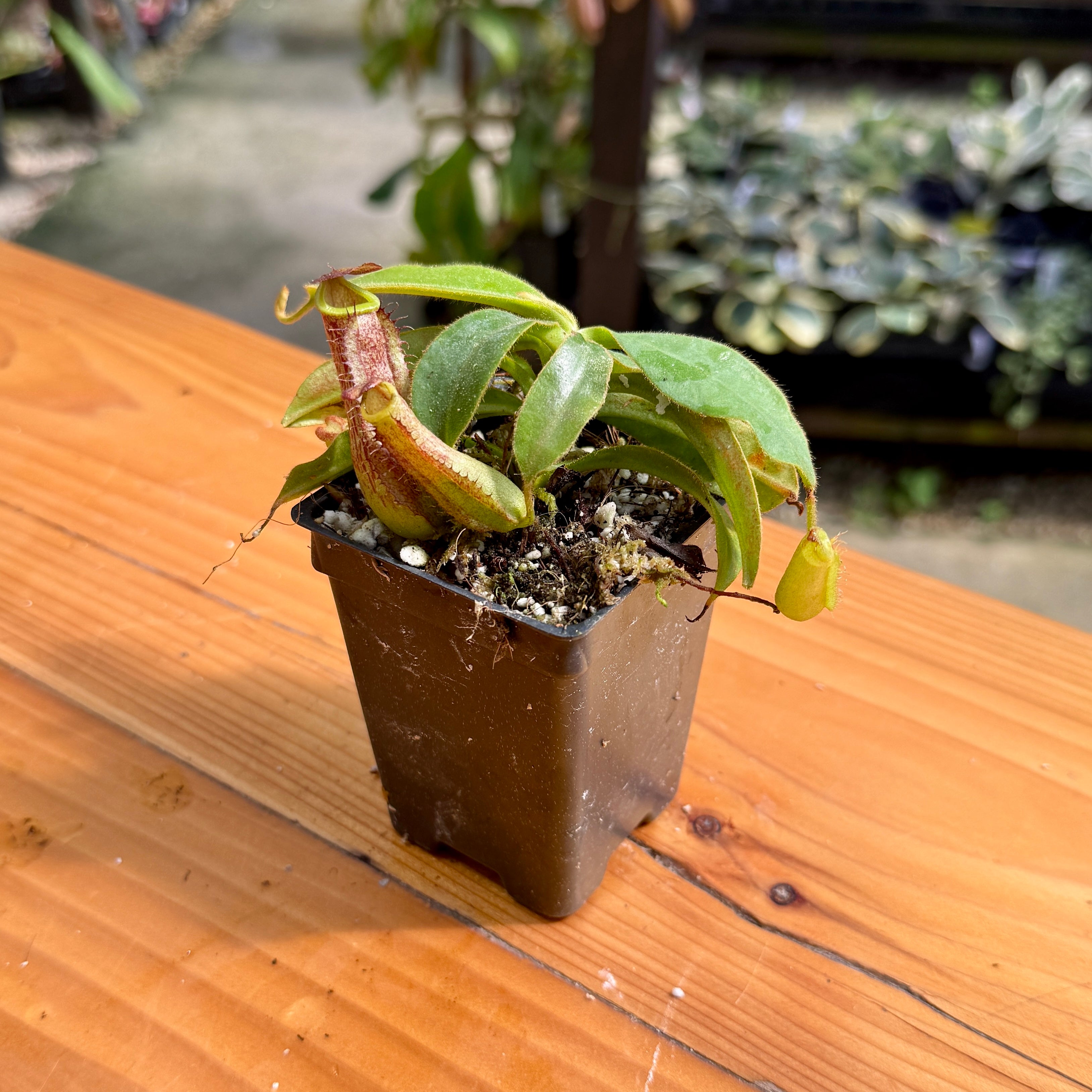 Nepenthes veitchii (Murud x Candy)-Best x (peltata x tenuis), CAR