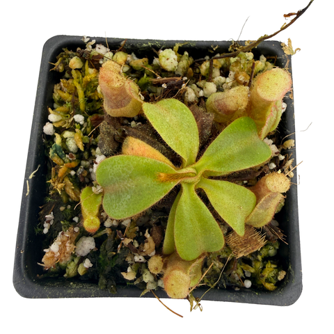 Nepenthes veitchii #5 x edwardsiana, CAR-0633