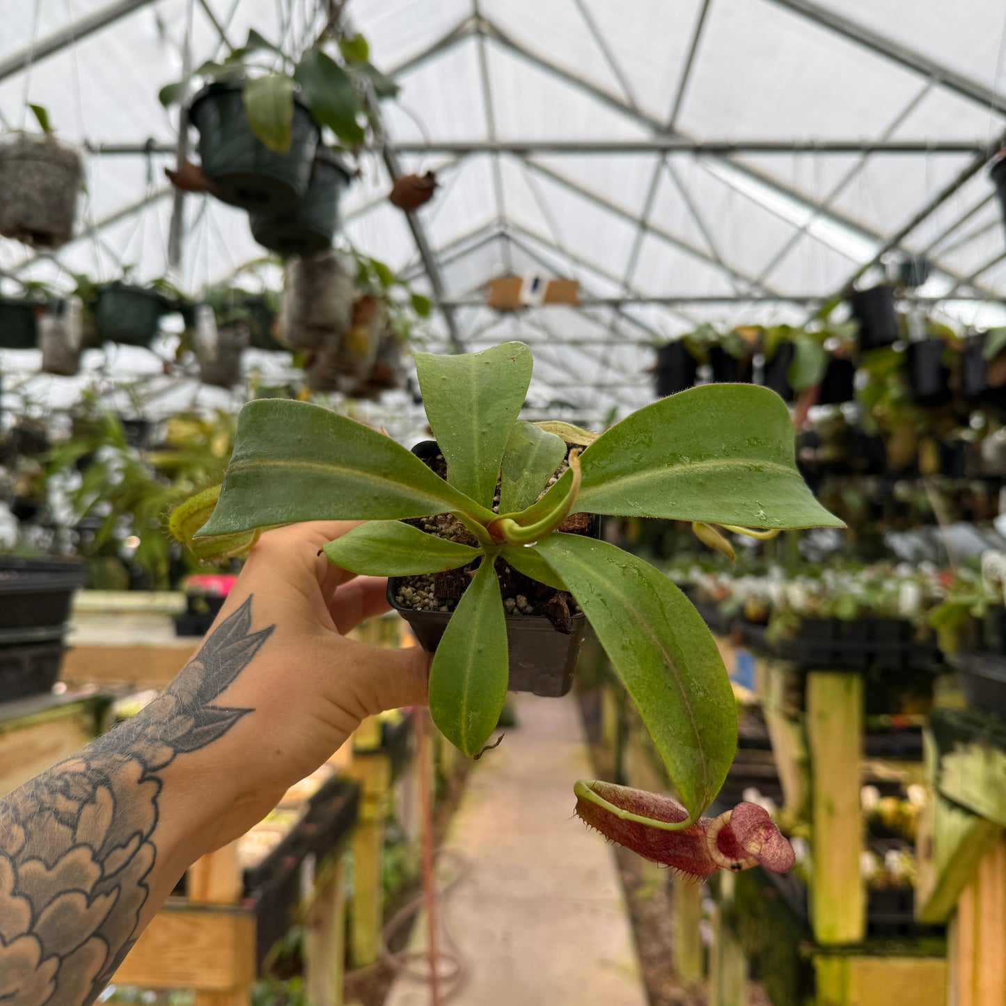 Hand holding a large potted pitcher plant in a greenhouse setting