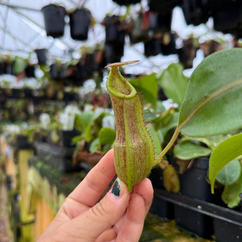 Hand holding a nepenthes pitcher with a greenhouse filled with plants in the background