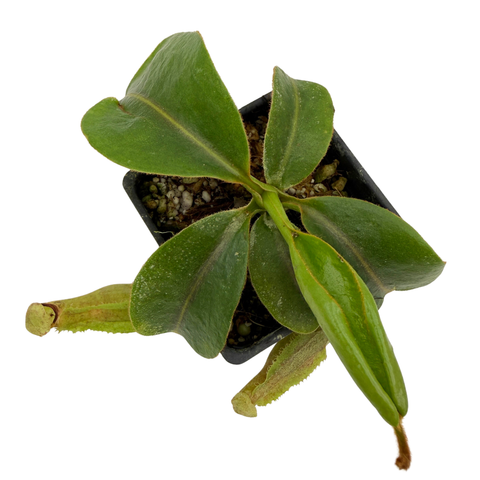 A small green potted plant with broad glossy leaves and a few pale yellow-green hanging tendrils, shown from above in a black square nursery pot on a white background.