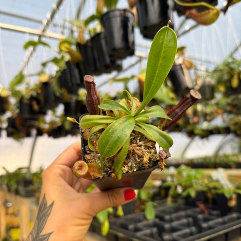 nepenthes pitcher plant in a black pot with purple pitchers
