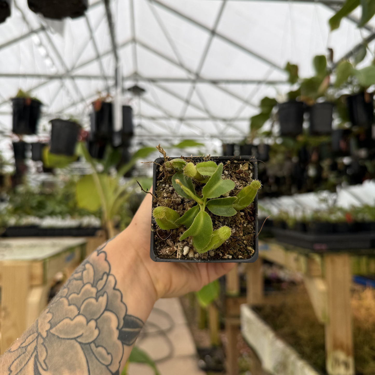 Small Nepenthes truncata HL reddish leaves x JB cutting held in hand in a greenhouse