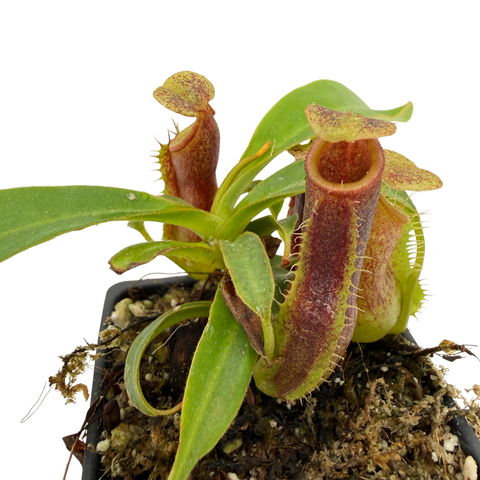 A potted pitcher plant with green leaves and reddish-brown tubular traps on a black nursery pot, photographed against a plain white background.