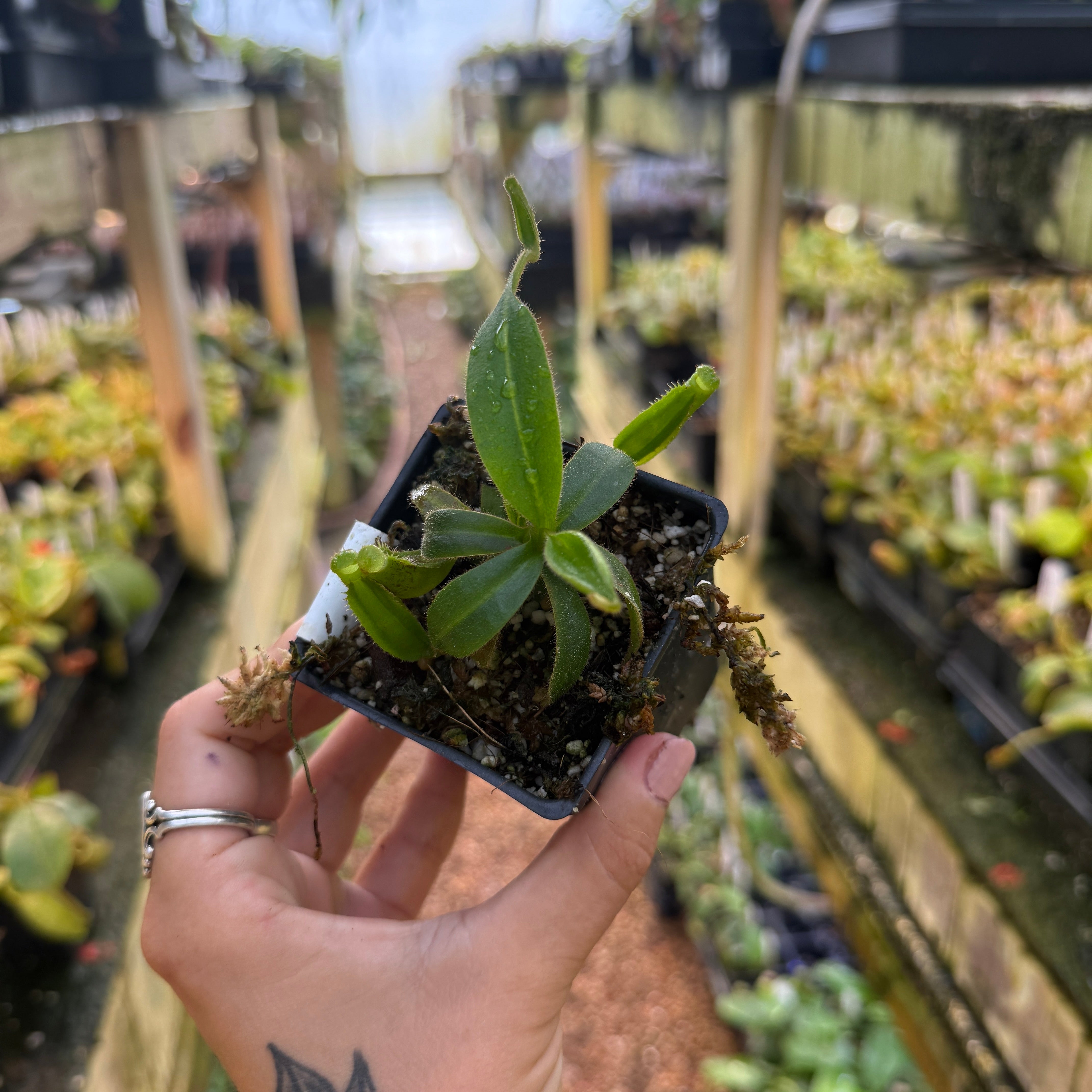 Nepenthes appendiculata x platychila white, CAR-0648 – Carnivero