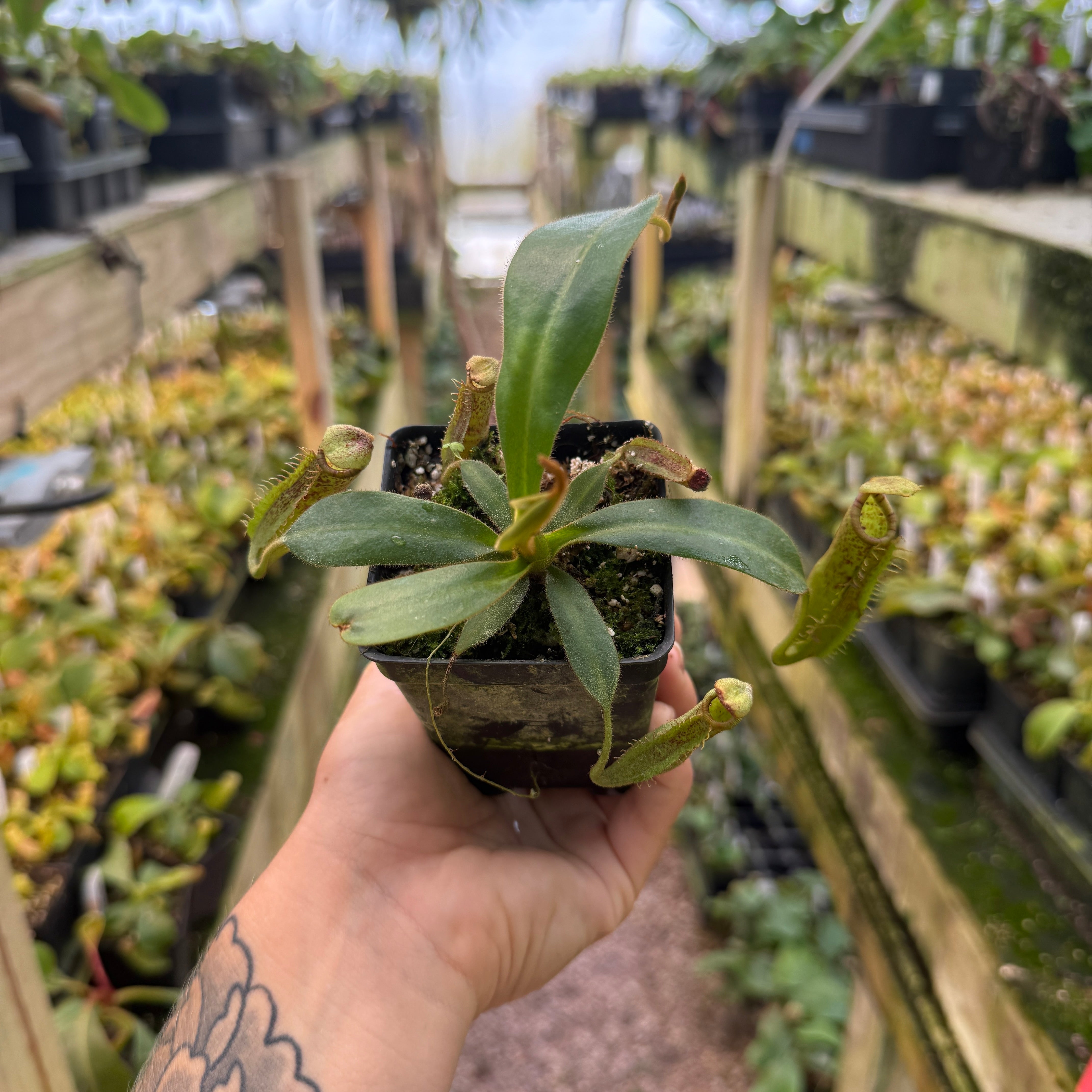 Nepenthes appendiculata x platychila white, CAR-0648 – Carnivero