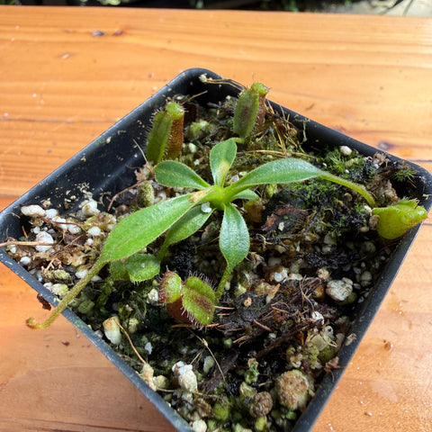 A small carnivorous plant in a square black plastic pot with soil, moss, and perlite, placed on a wooden table.