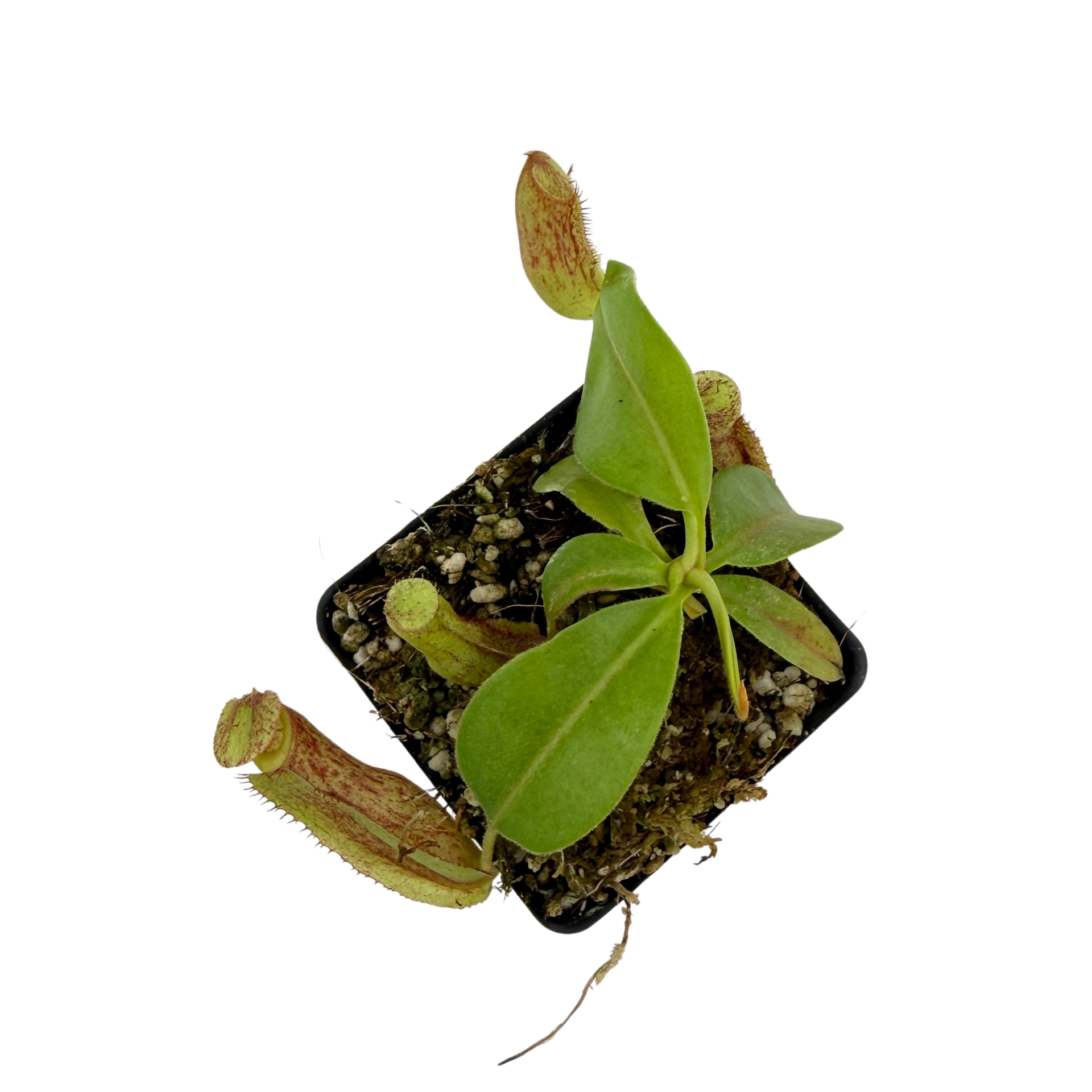 Nepenthes 'Splendid Diana' x {''Song of Melancholy'' x [(lowii x